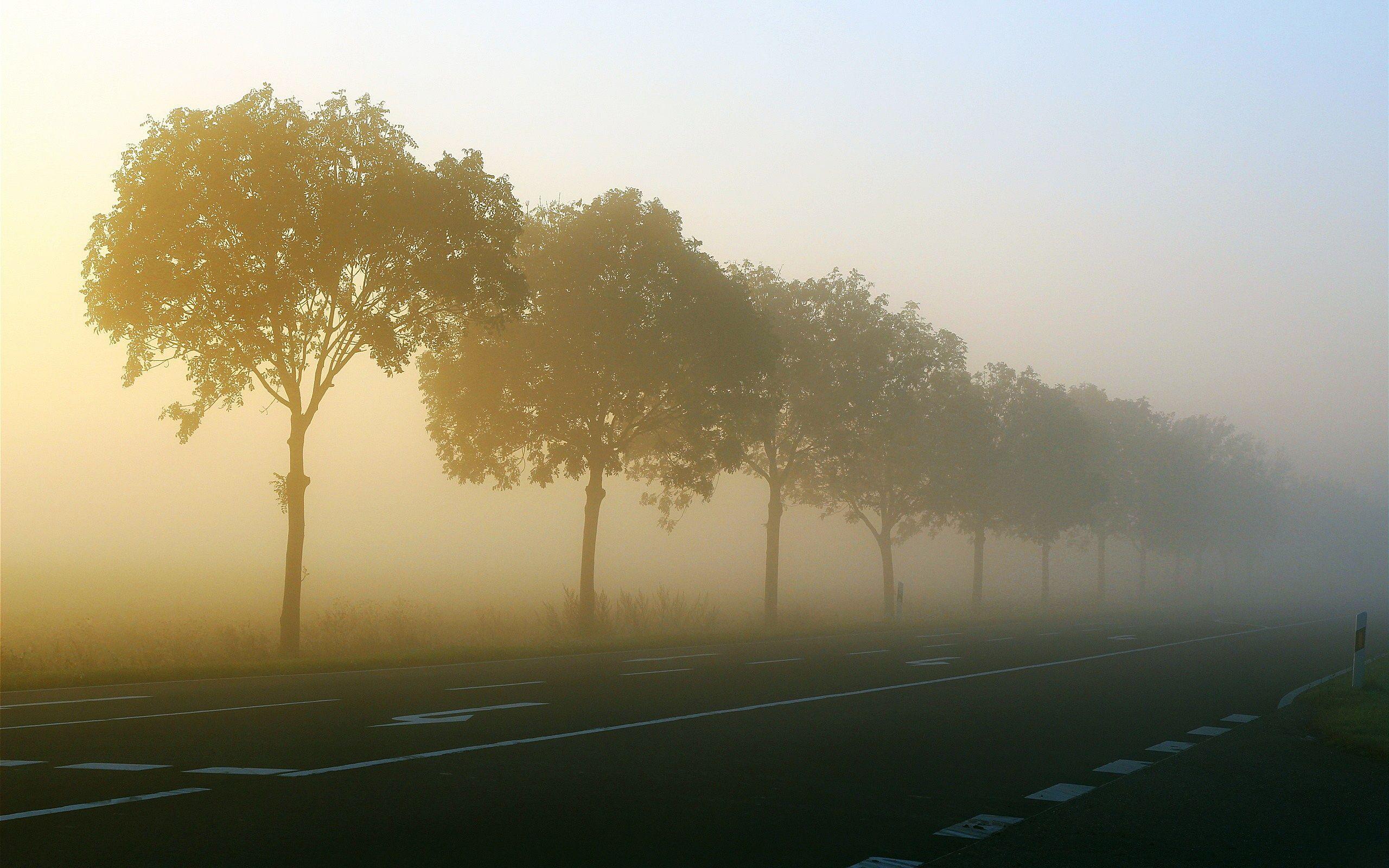 2560x1600 Beautiful Misty Morning Picture HD .com