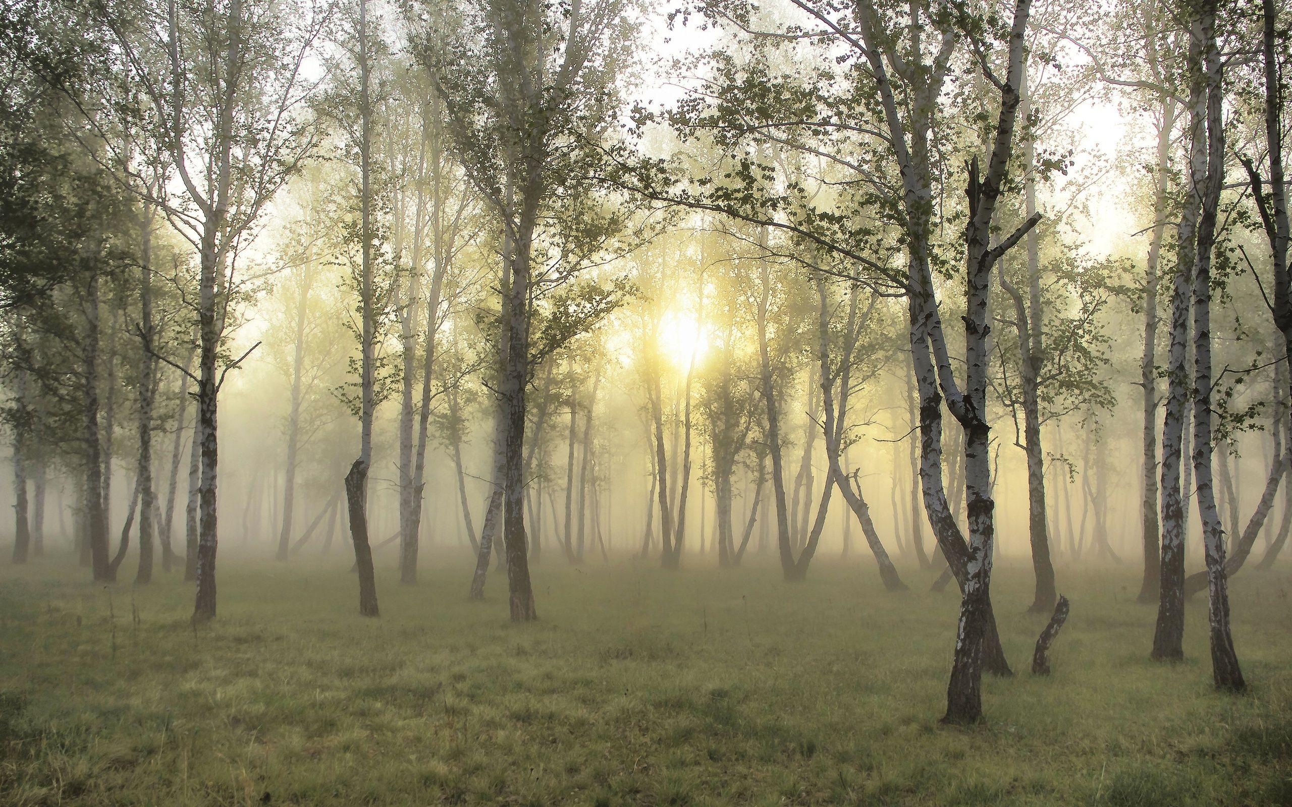 2560x1600 Misty Morning Forest Wallpaper .