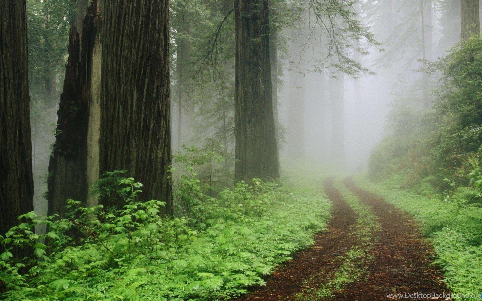 Redwood Forest Desktop Wallpapers - Top Free Redwood Forest Desktop ...