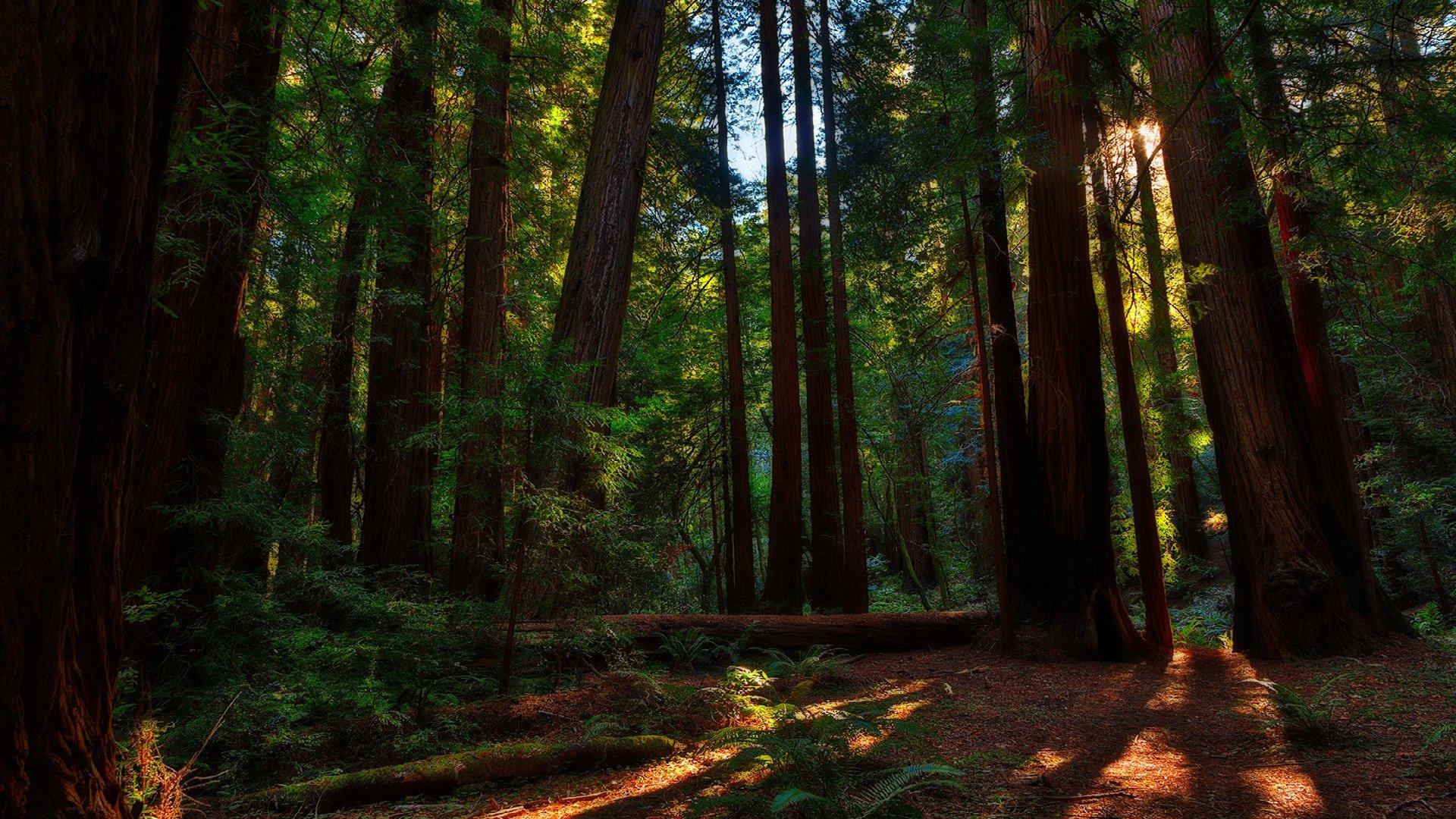 Redwood Forest Desktop Wallpapers Top Free Redwood Forest Desktop Backgrounds WallpaperAccess