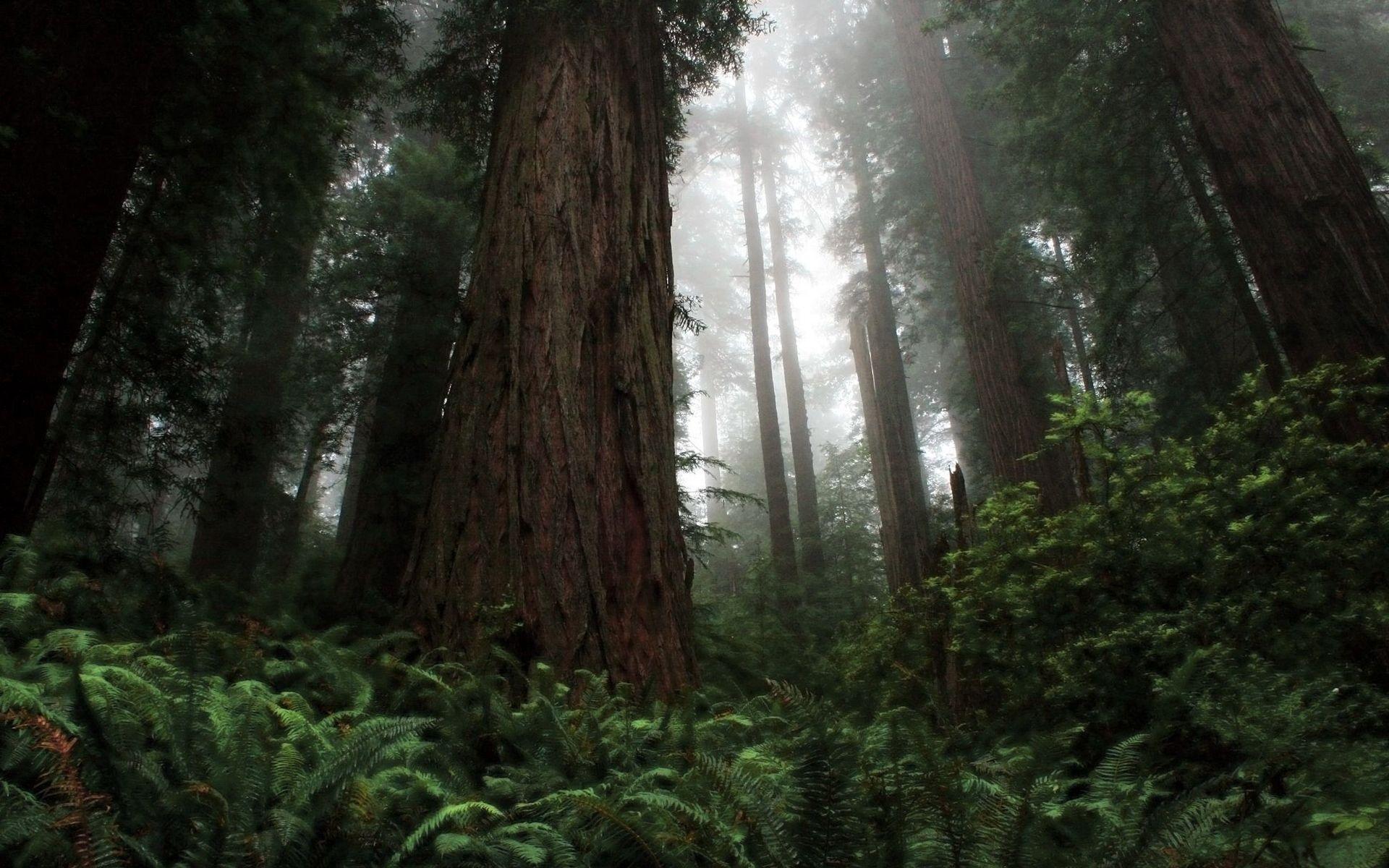 1920x1200 State Parks Wallpaper Background .