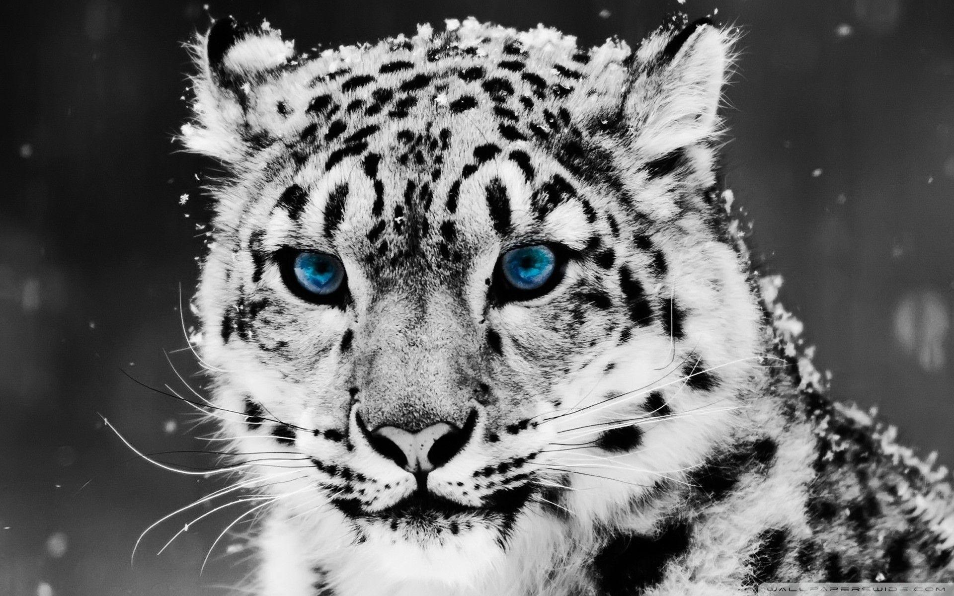 1920x1200 Snow Leopard Black And White Portrait .