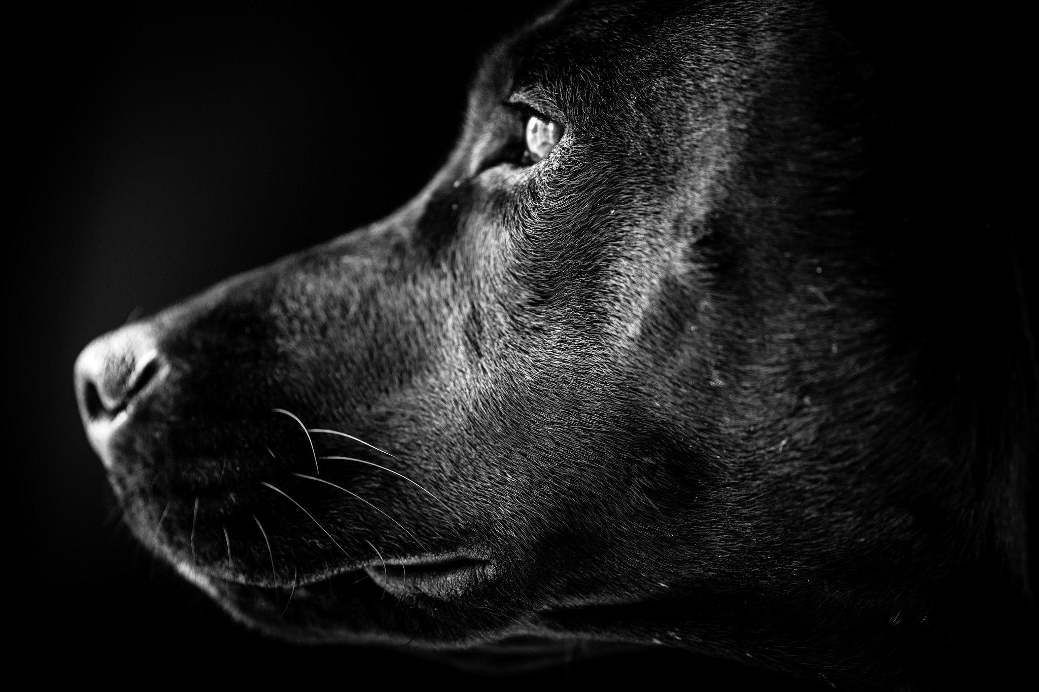 2048x1365 Black And White Wallpaper HD Portraitzendha.