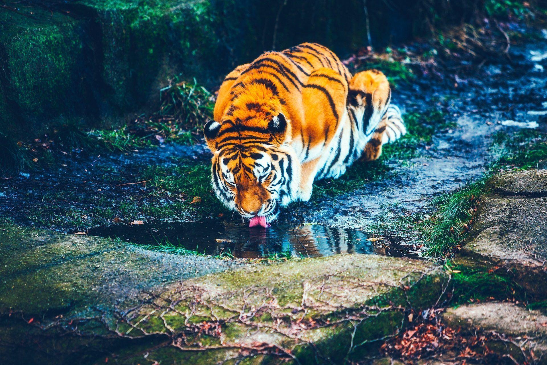 1920x1280 tigre, salvaje, depredador, felino, beber, agua, libertad