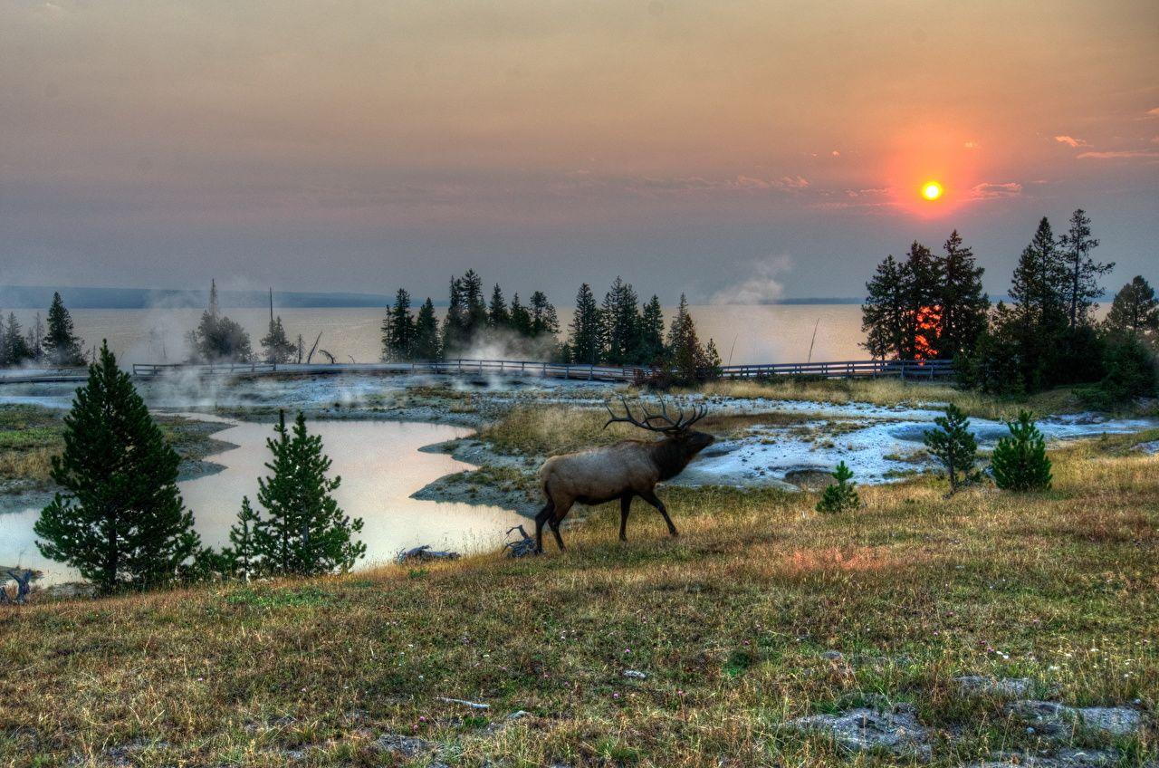 1280x848 image Deer Yellowstone USA Montana .