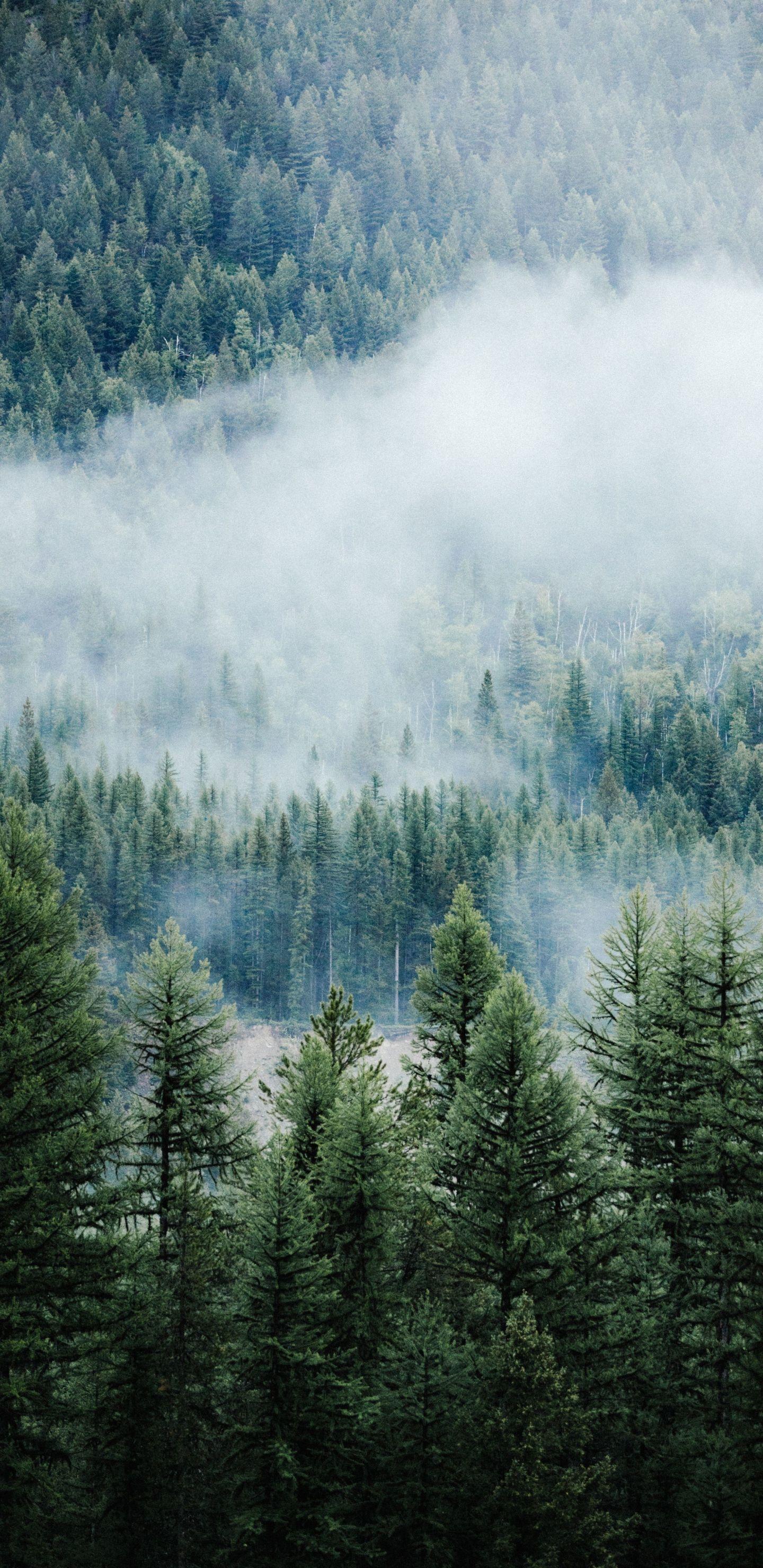 1440x2960 Download 1440x2960 wallpaper forest .
