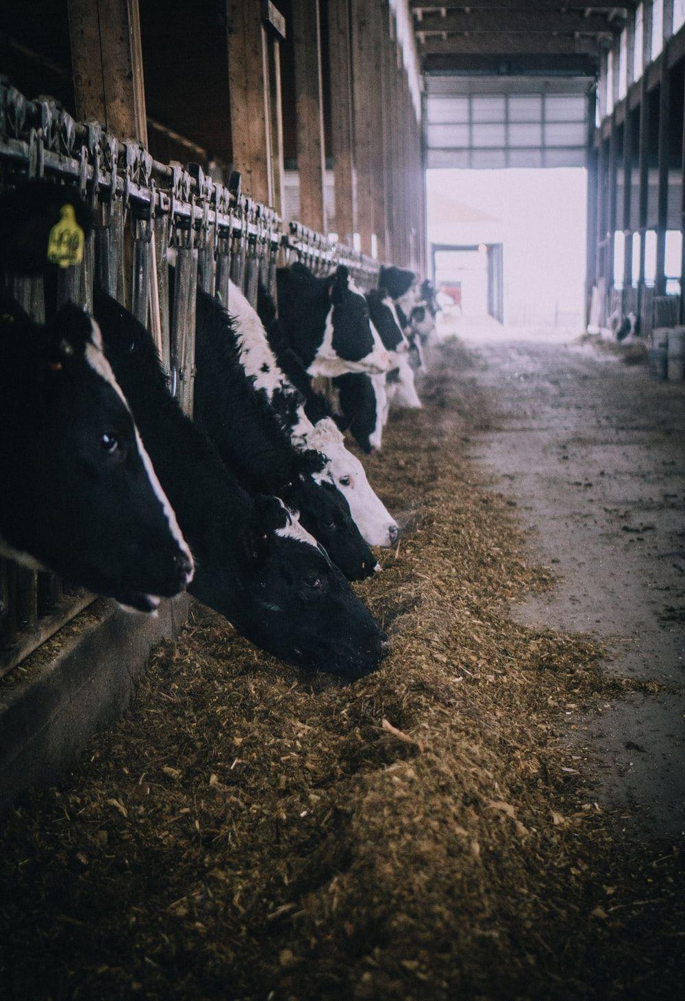 1000x1462 Dairy Cow Picture. Download Free .com