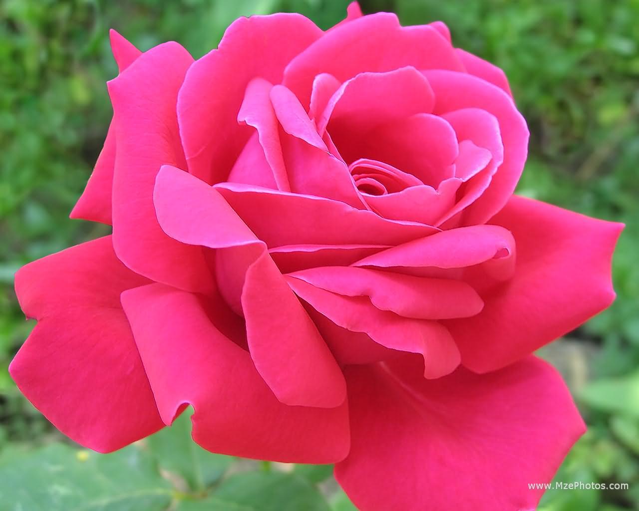 1280x1024 Pink Rose Flowers HD .