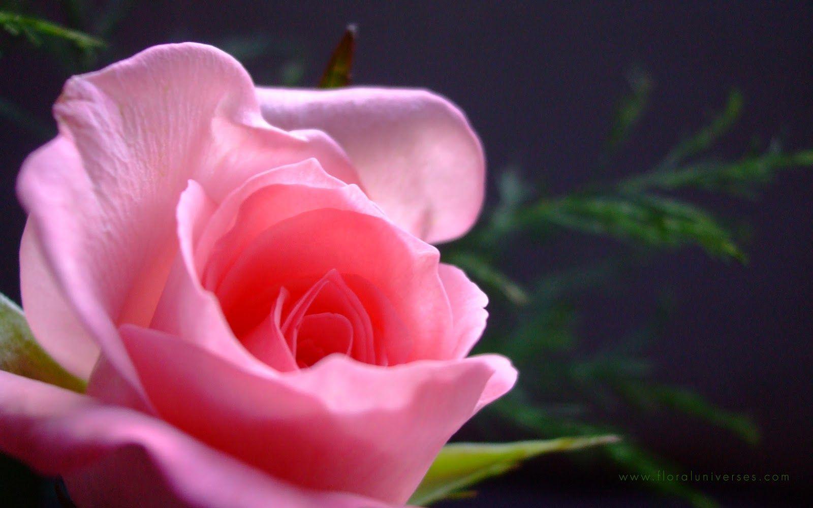 1600x1000 Light Pink Rose HD Wallpaper on .wallpaper.dog