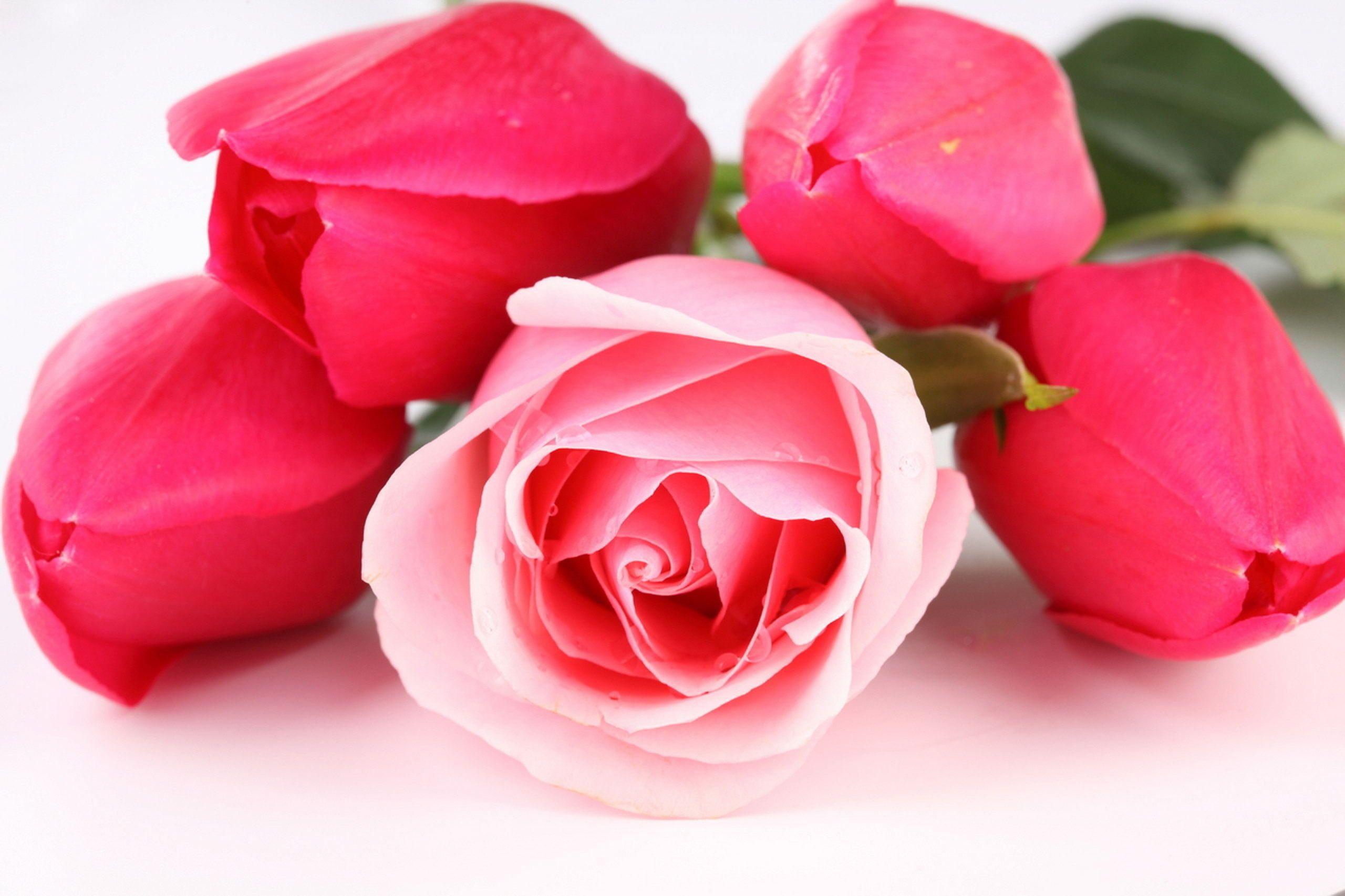 2560x1706 Pink Rose Picture download free .