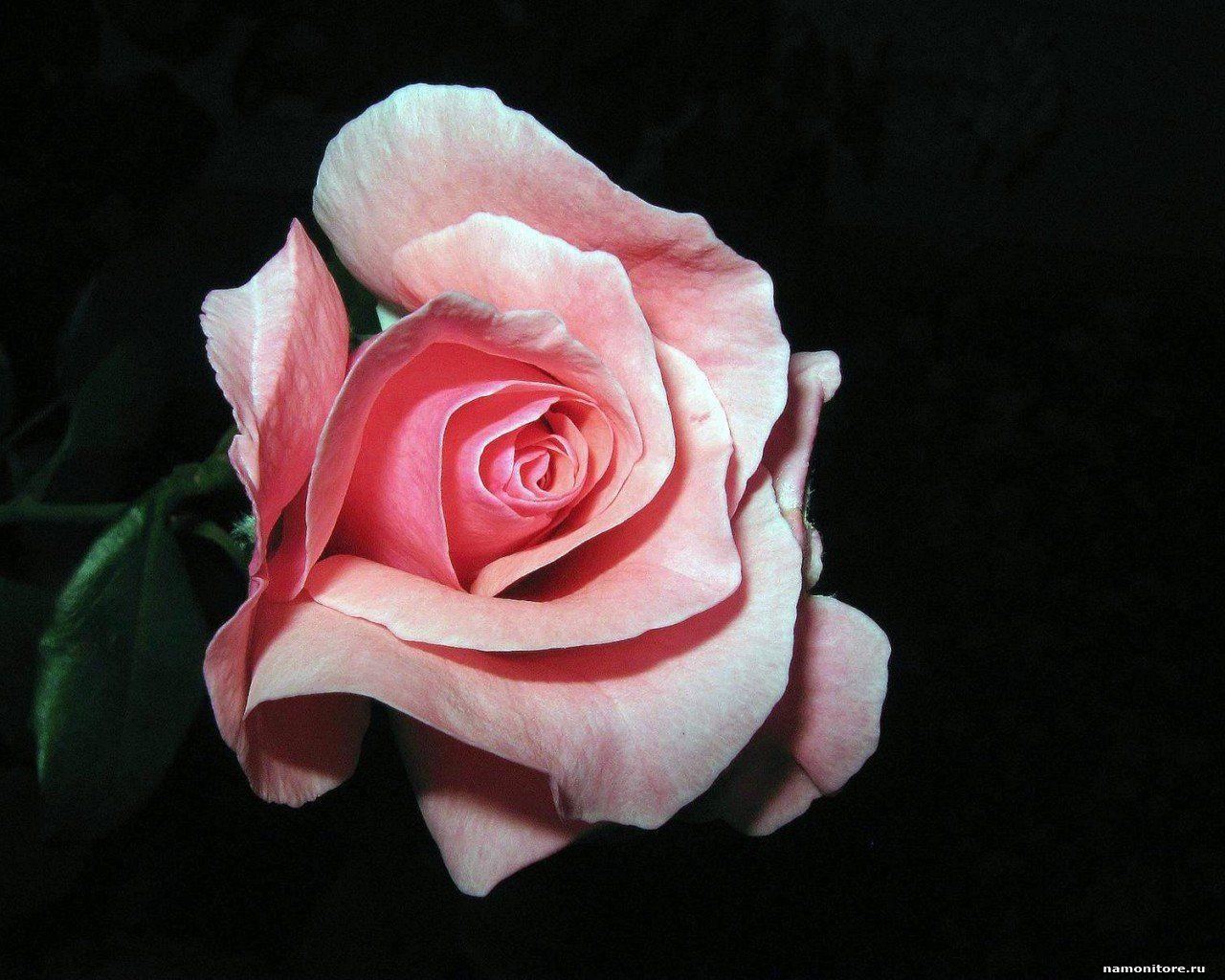 1280x1024 Dark Pink Rose Flower .line.