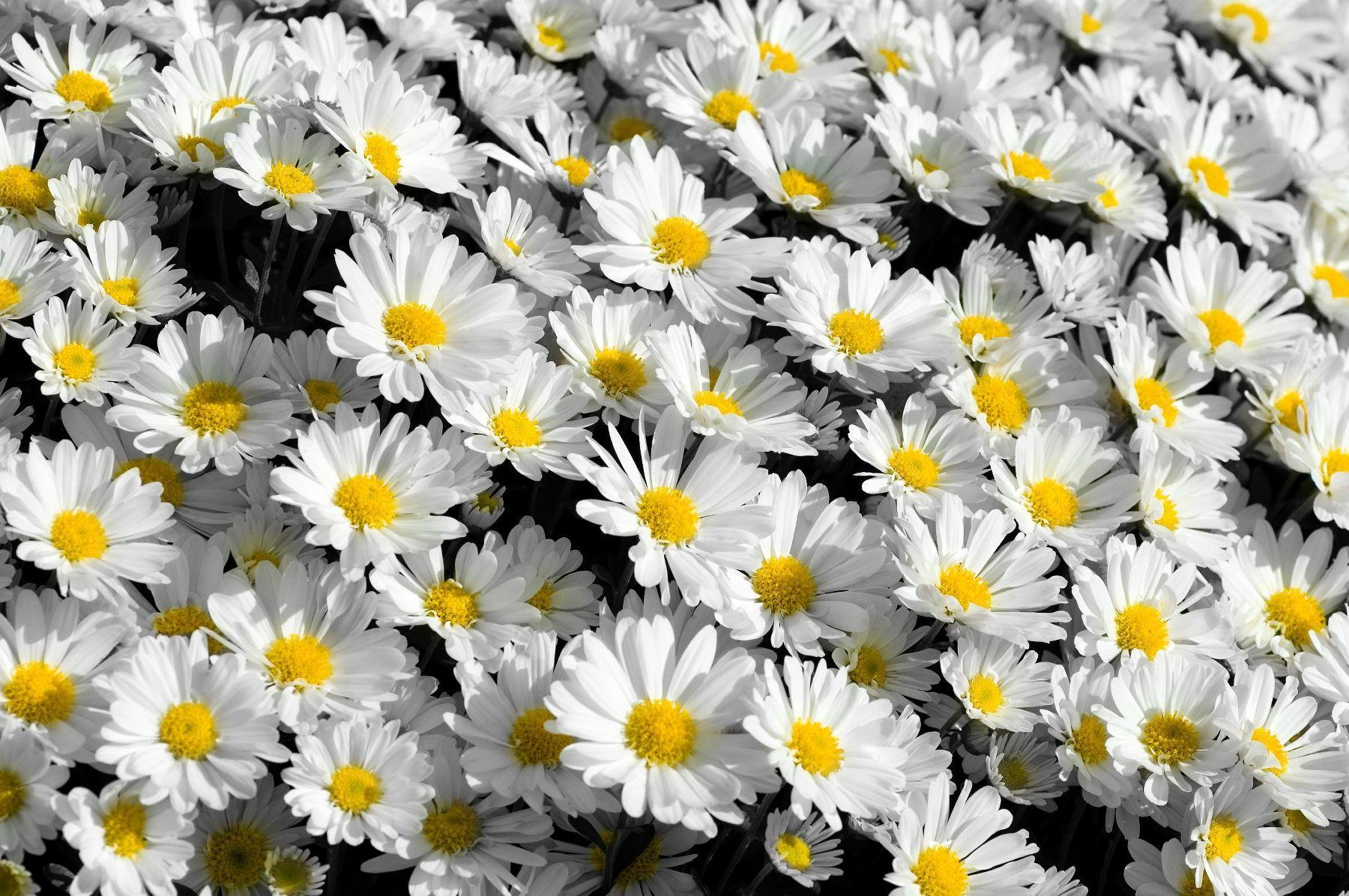 1800x1196 Background Wallpaper Flowers Tumblr .