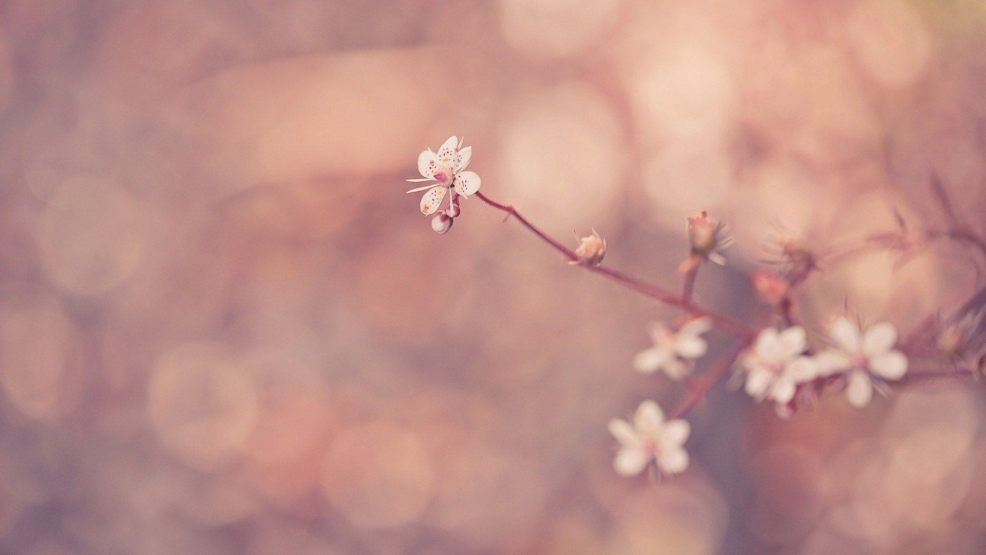 1920x1080 Flower Tumblr wallpaperx1080 .