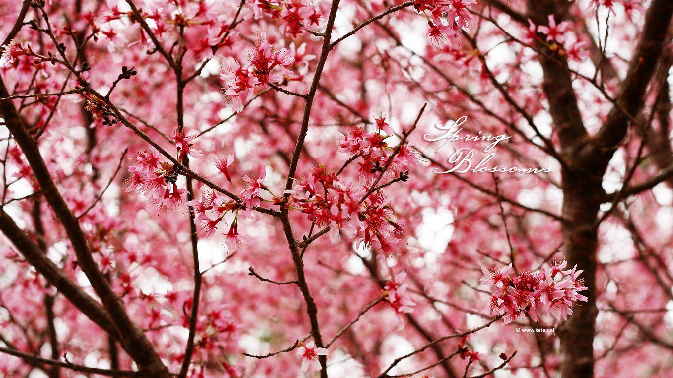 1366x768 Flower Tumblr