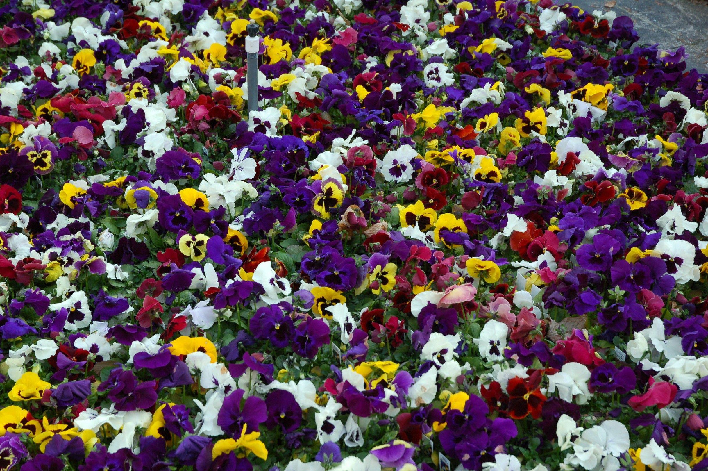 2436x1620 Pansies, violets Desktop Background .
