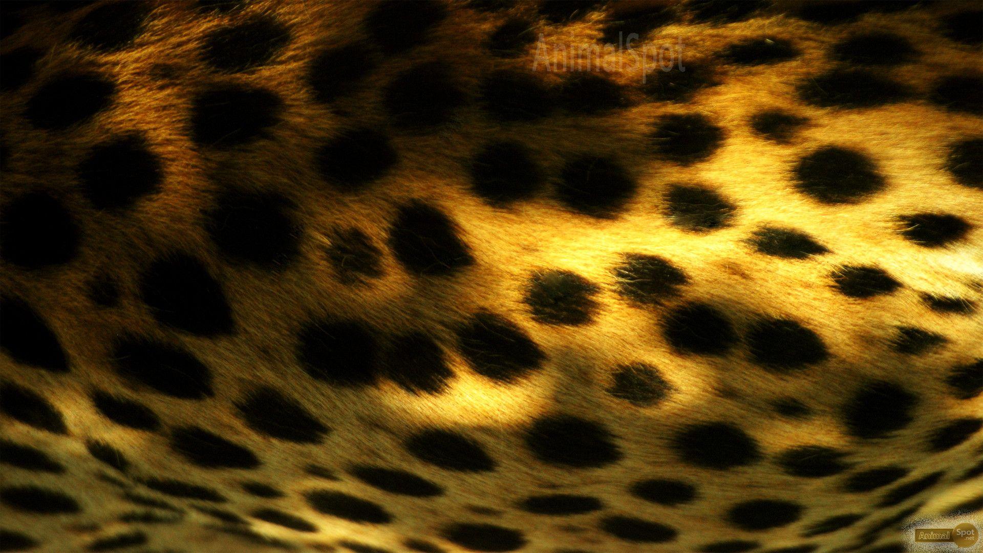1920x1080 Cheetah Print Wallpaper Src Most .