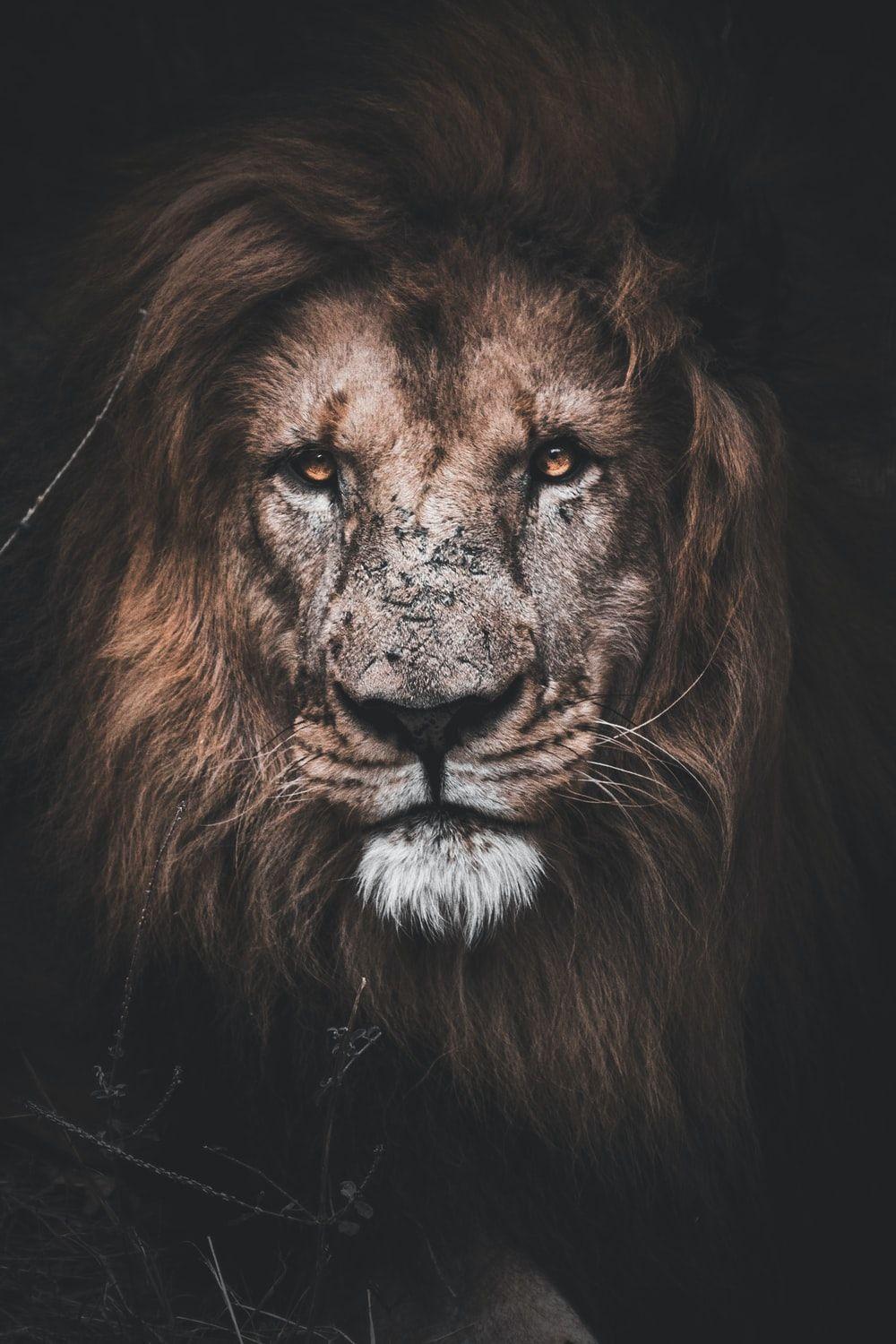 1000x1500 Lion Wallpaper: Free HD Download .com