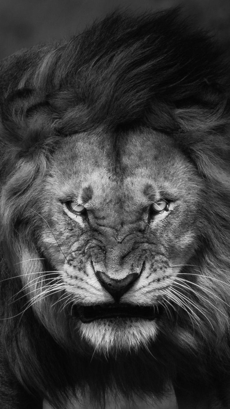 807x1436 Anger Angry Lion Wallpaper