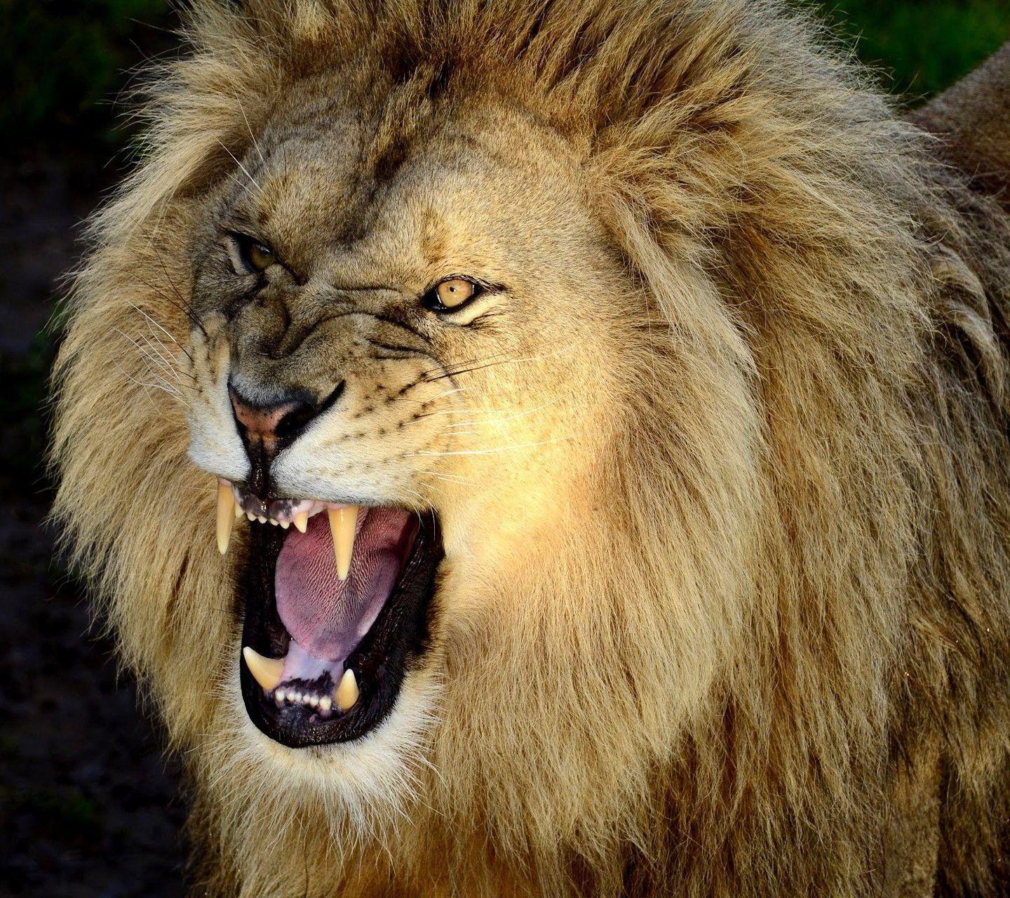 1440x1280 Angry Lion Wallpaper .line.