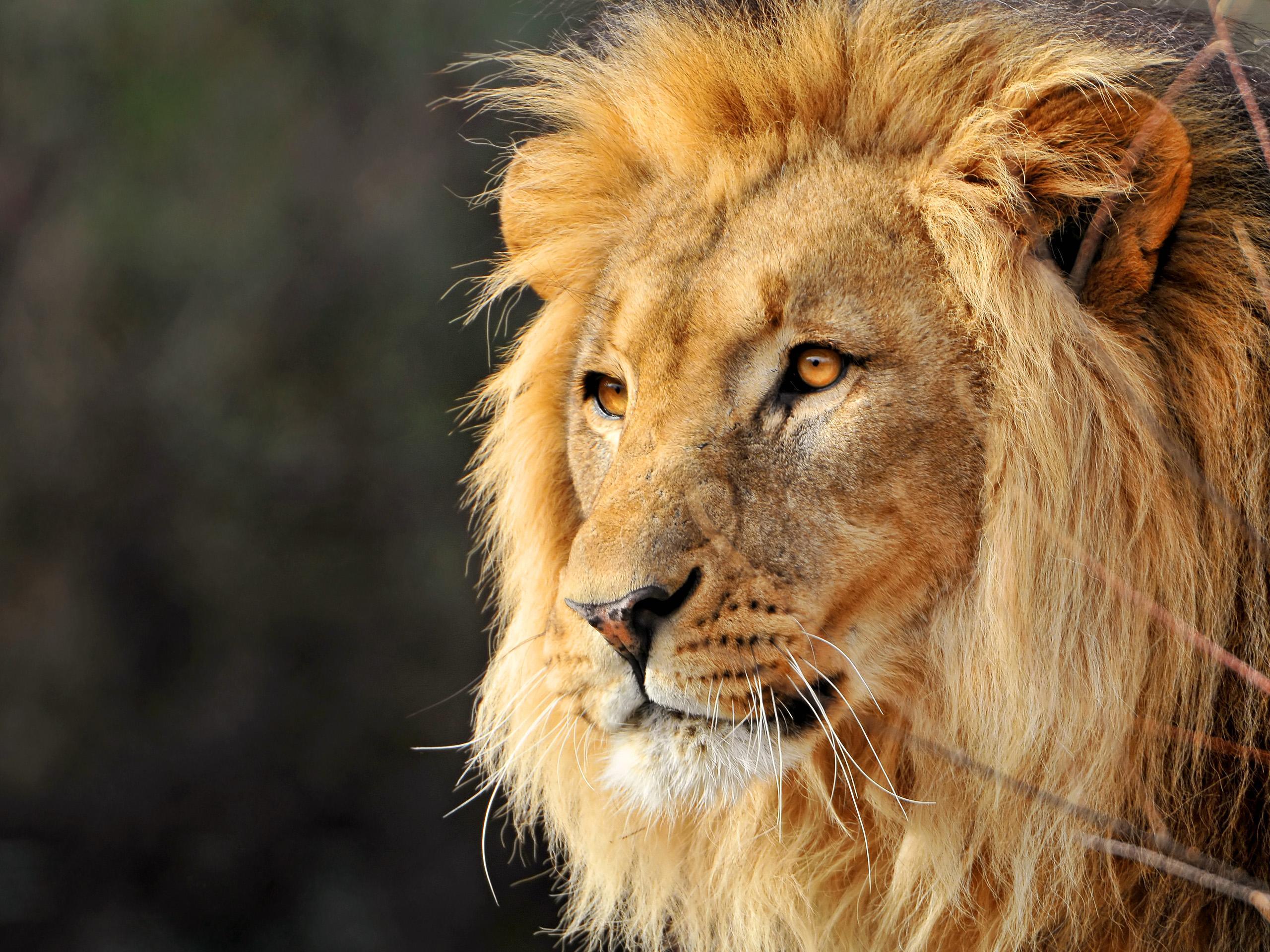 2560x1920 Free Lion Face Image, Download Free .clipart