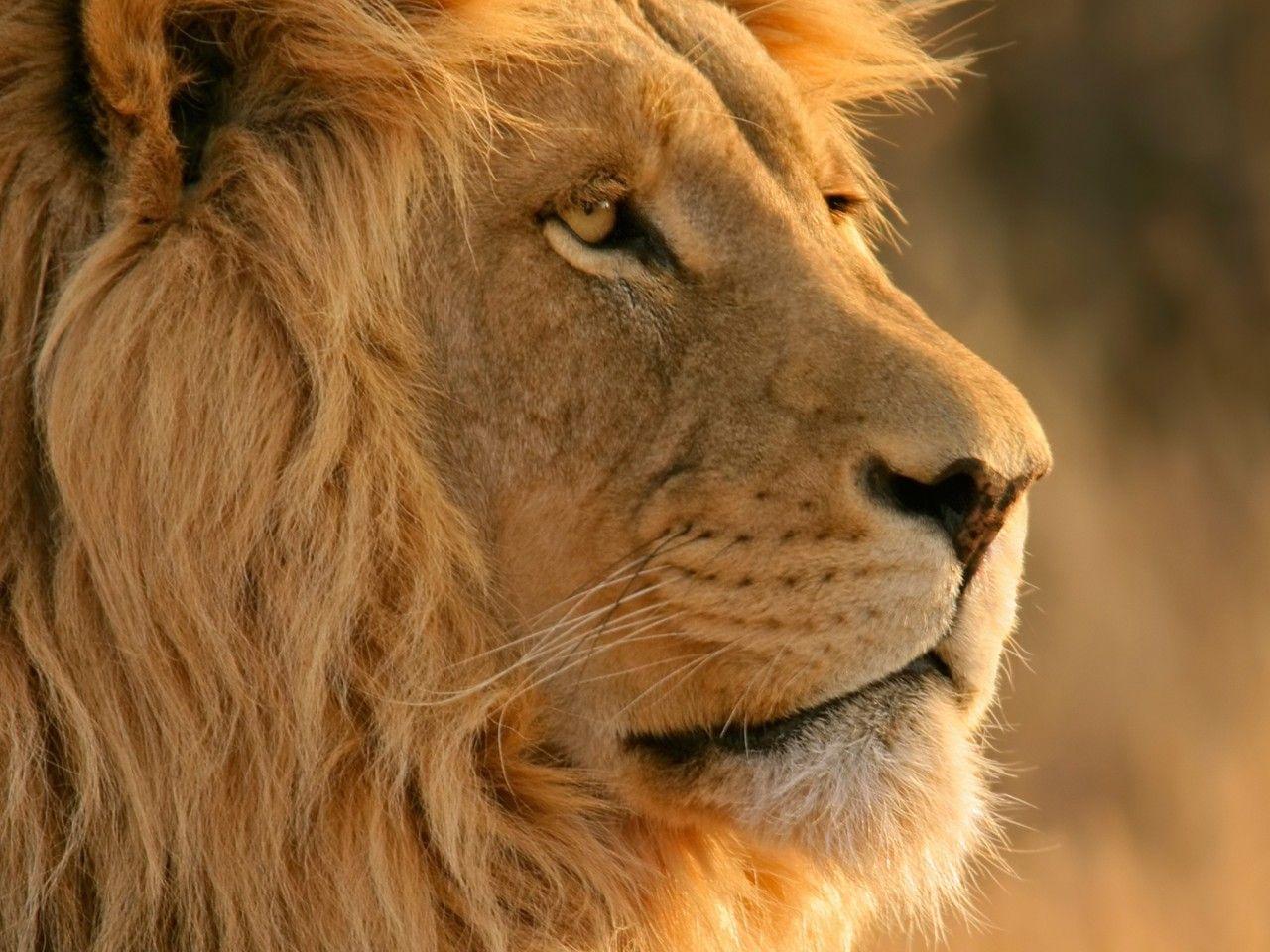 1280x960 Osx Lion Face Wallpaper : High .