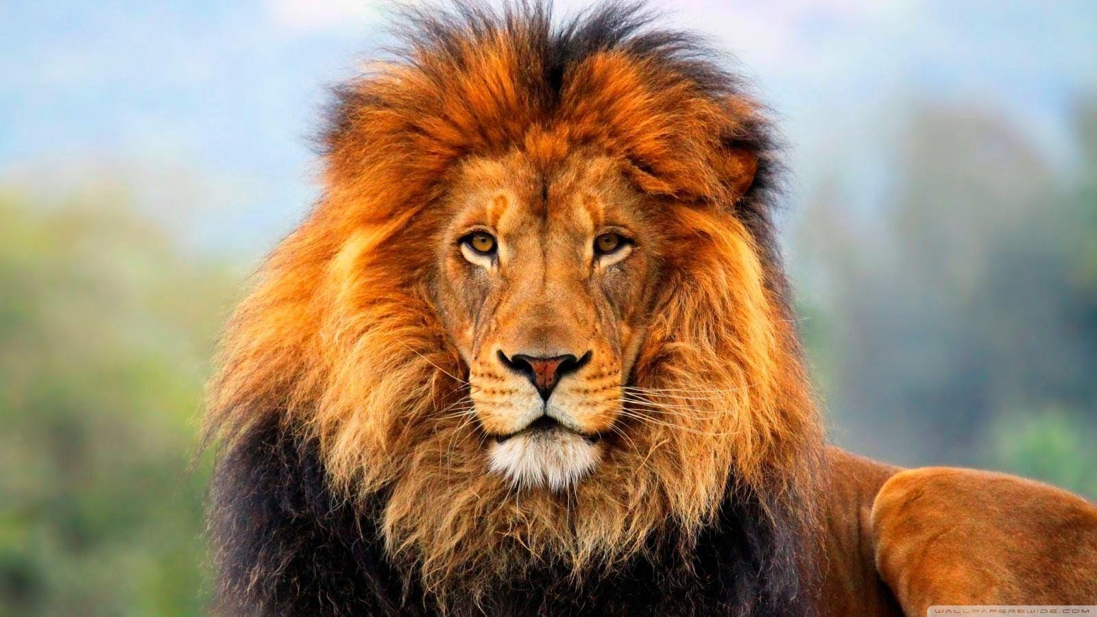 1600x900 Lion Face HD HD .
