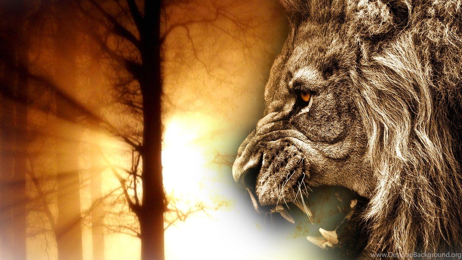 1600x900 Lion Face Wallpaper Lion Roar .