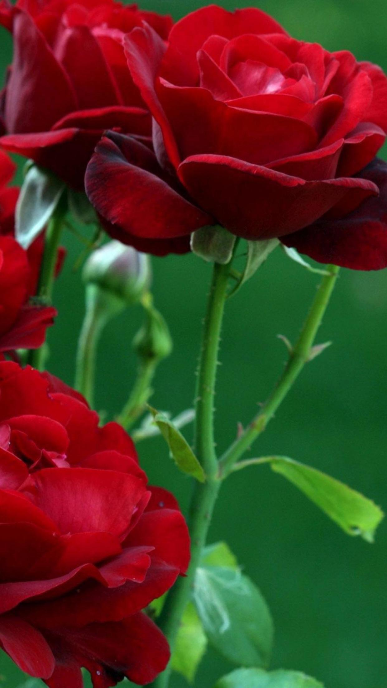 1242x2208 HD Rose Wallpaperwallpaper.dog