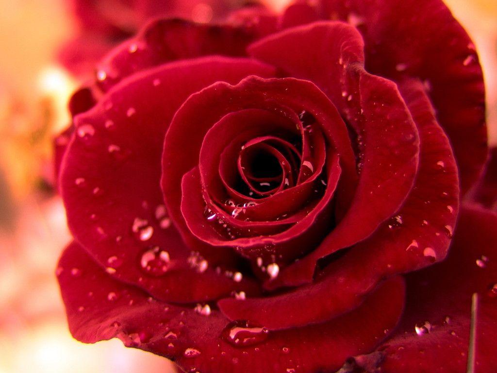 1024x768 Ruby Rose