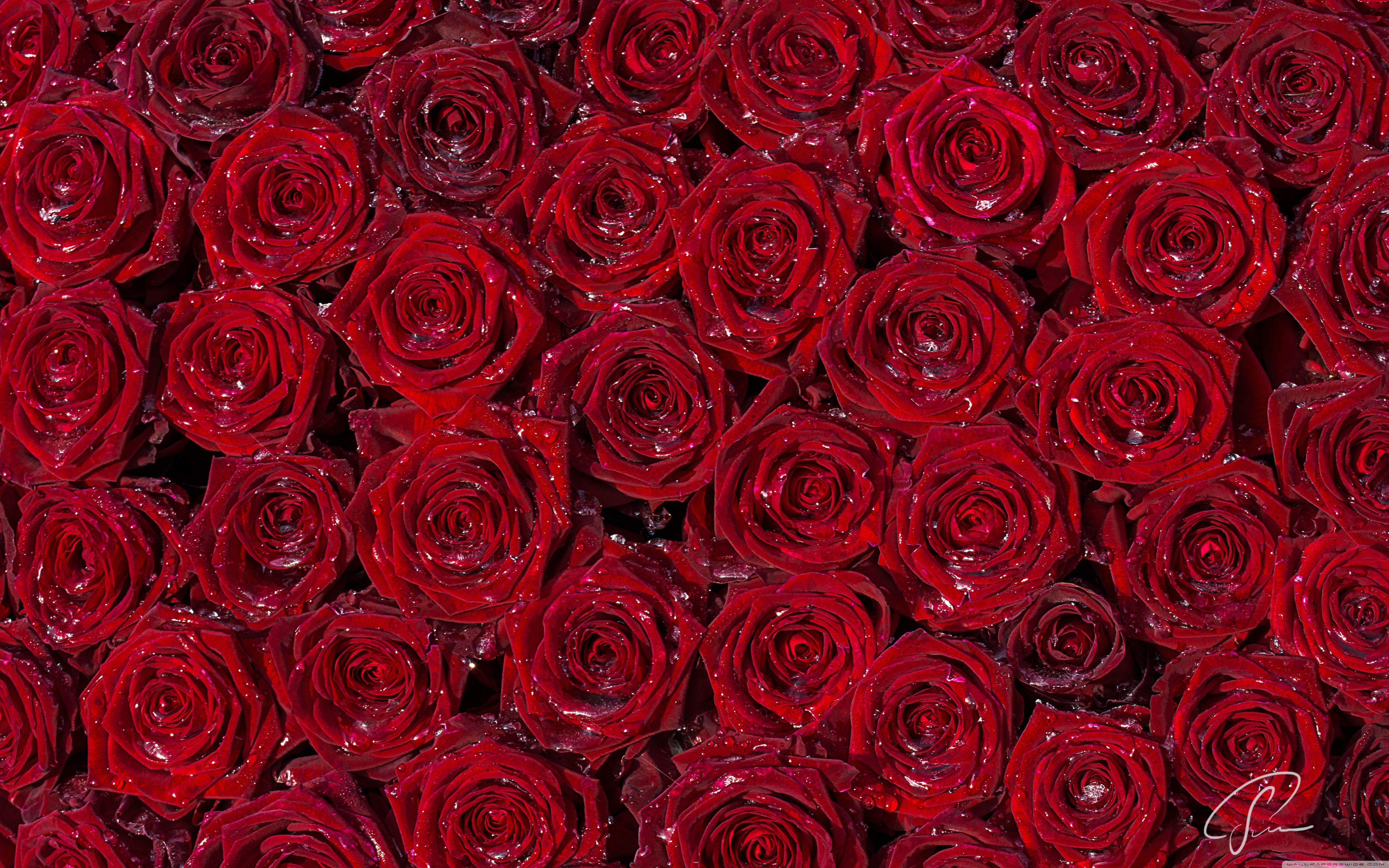 5120x3200 Red Rose Desktop Background Wallpaper .