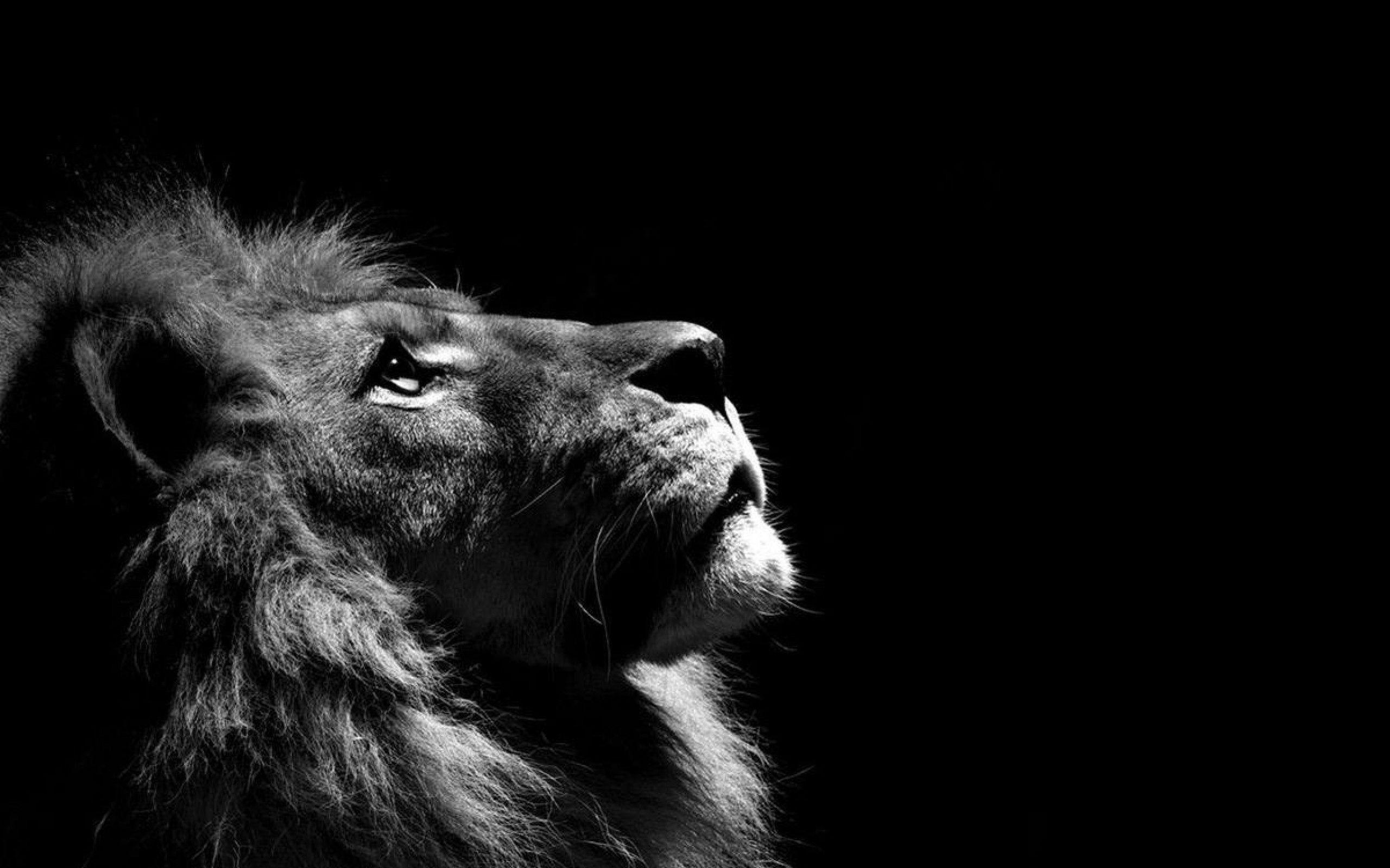 2560x1600 Wallpaper HD Lion Face Blasthdblastwallpaper.