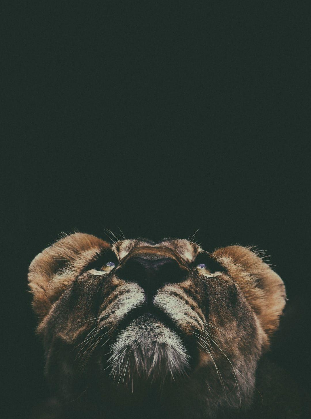 1080x1452 Lion Wallpaper: Free HD Download .com