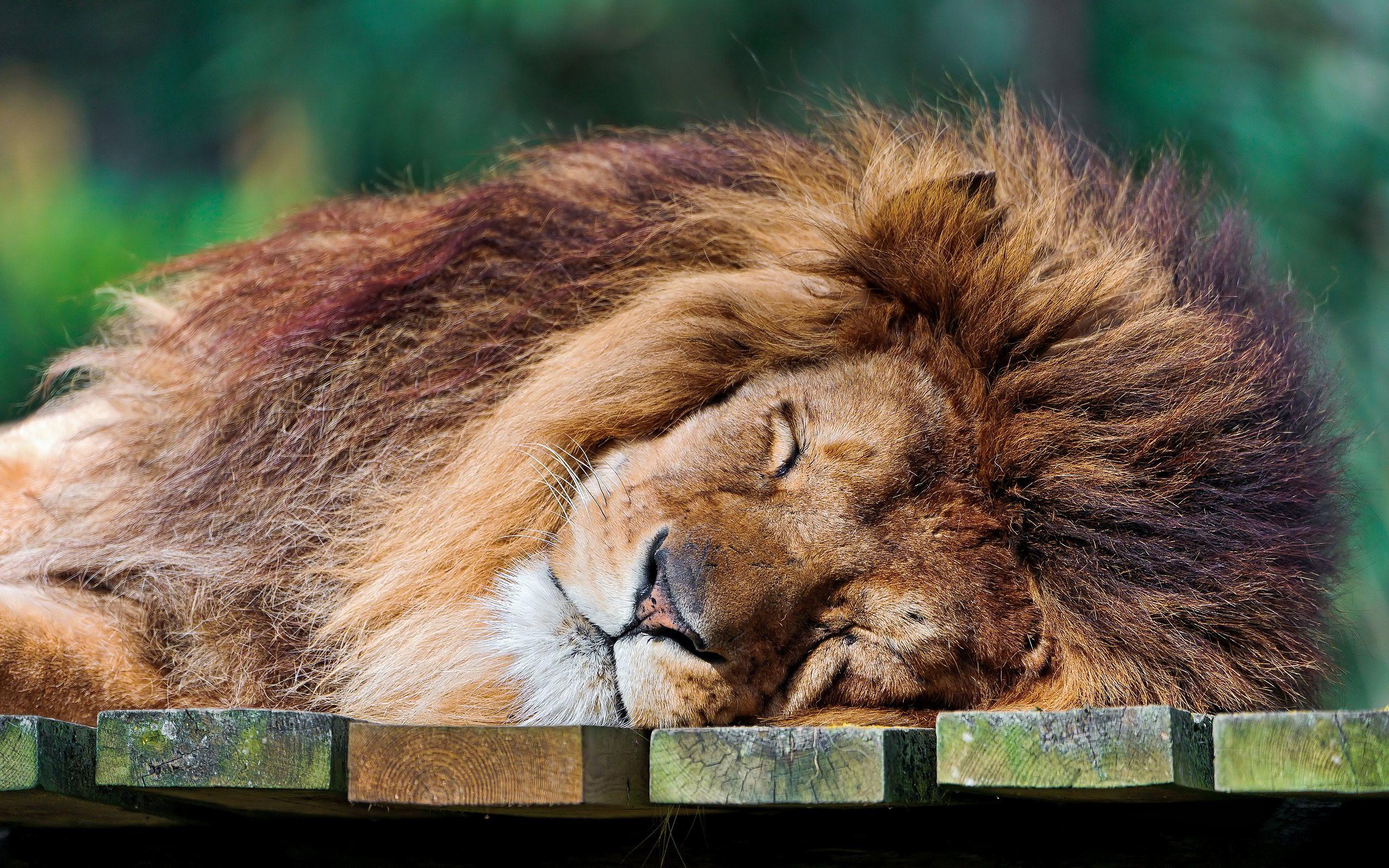 2560x1600 lion face wallpaper Desktop .hddesktopwallpaper.in