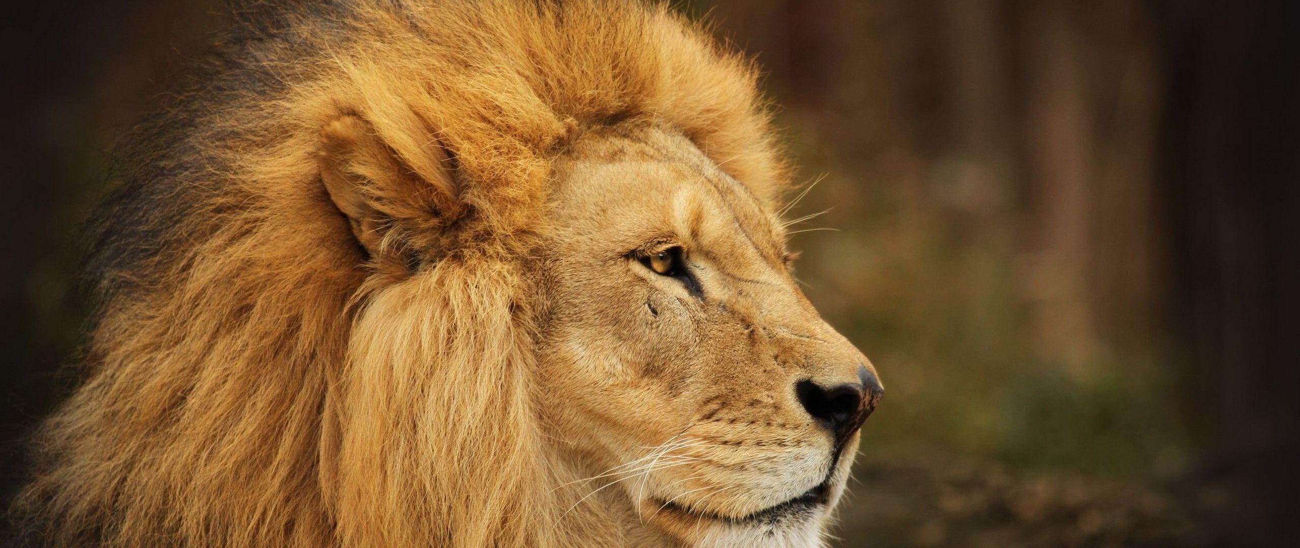 2560x1080 Free Lion Face Image, Download Free .clipart