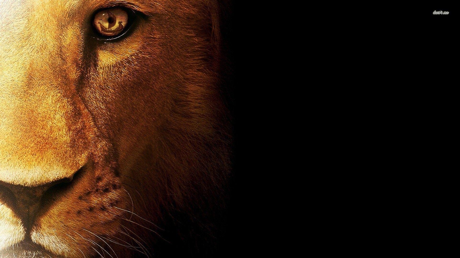 1920x1080 Lion Half Face HD