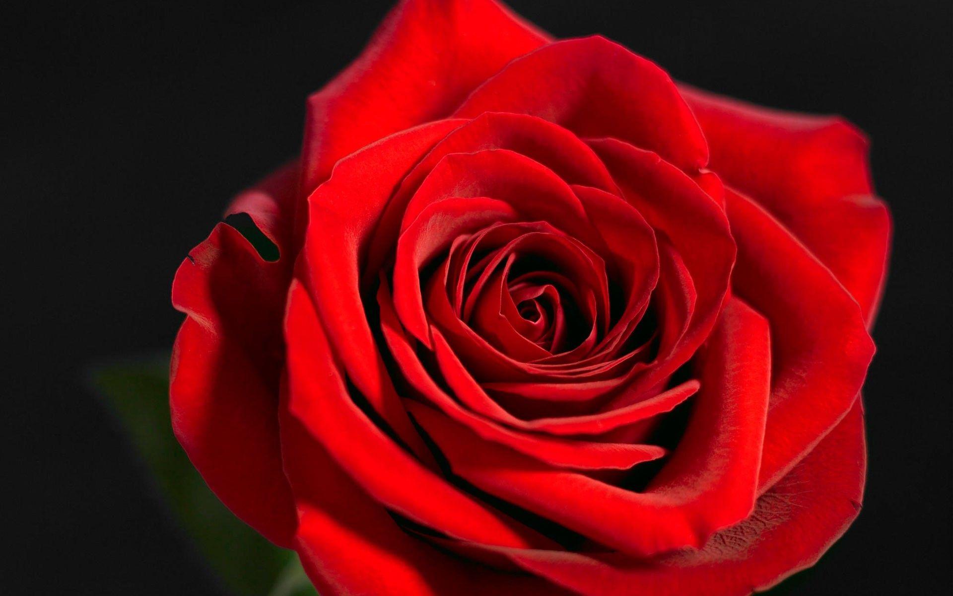 1920x1200 Red Rose Wallpaper Full HD HD .