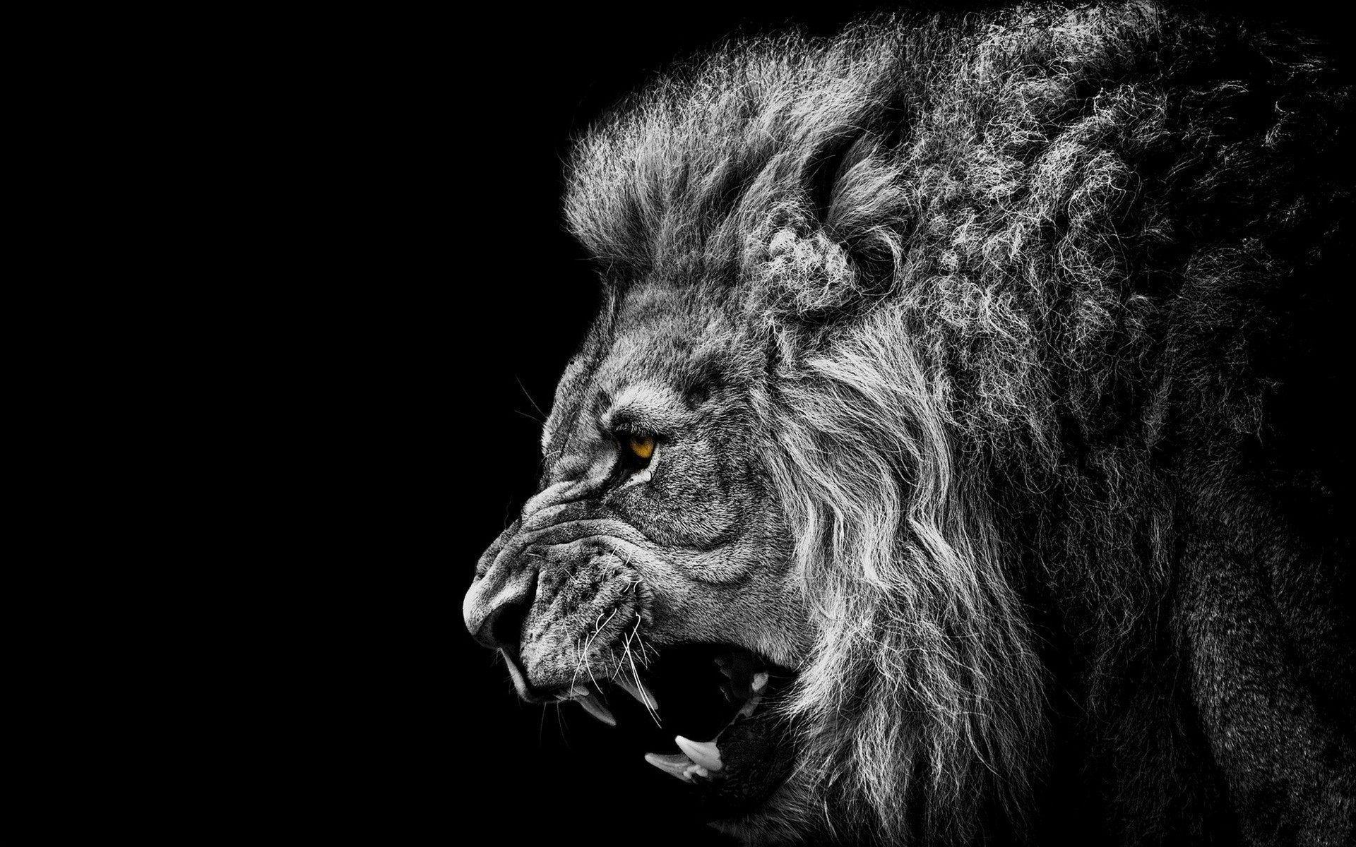 1920x1200 Cool Lion Wallpaper Group Wallpaper