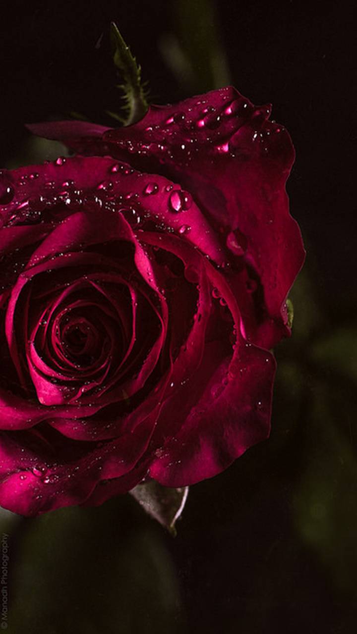 720x1280 [ HQ ] Red Rose Wallpaper, Image .