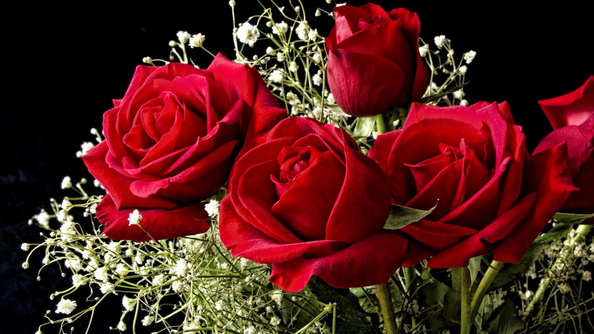 1920x1080 Full HD Rose Flower Wallpaper