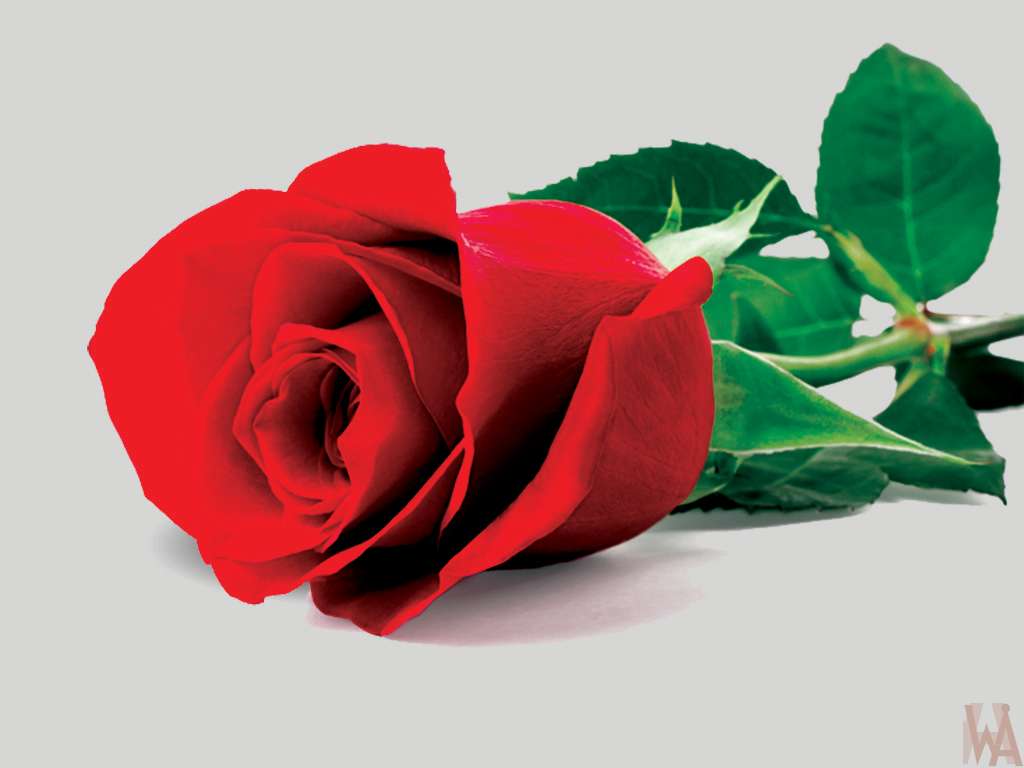 1024x768 Full HD Single Rose