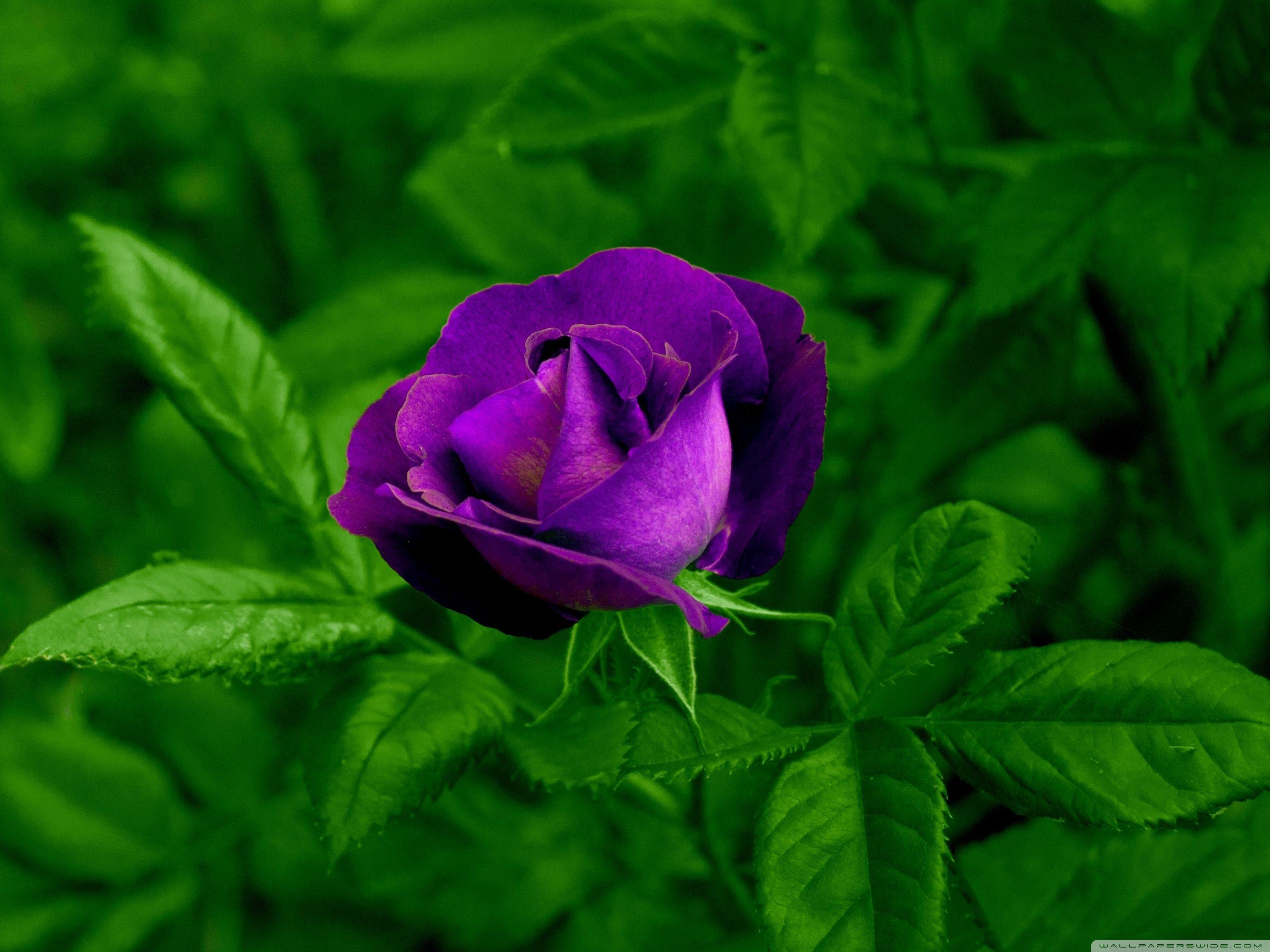2800x2100 Rose Image In Full HD .