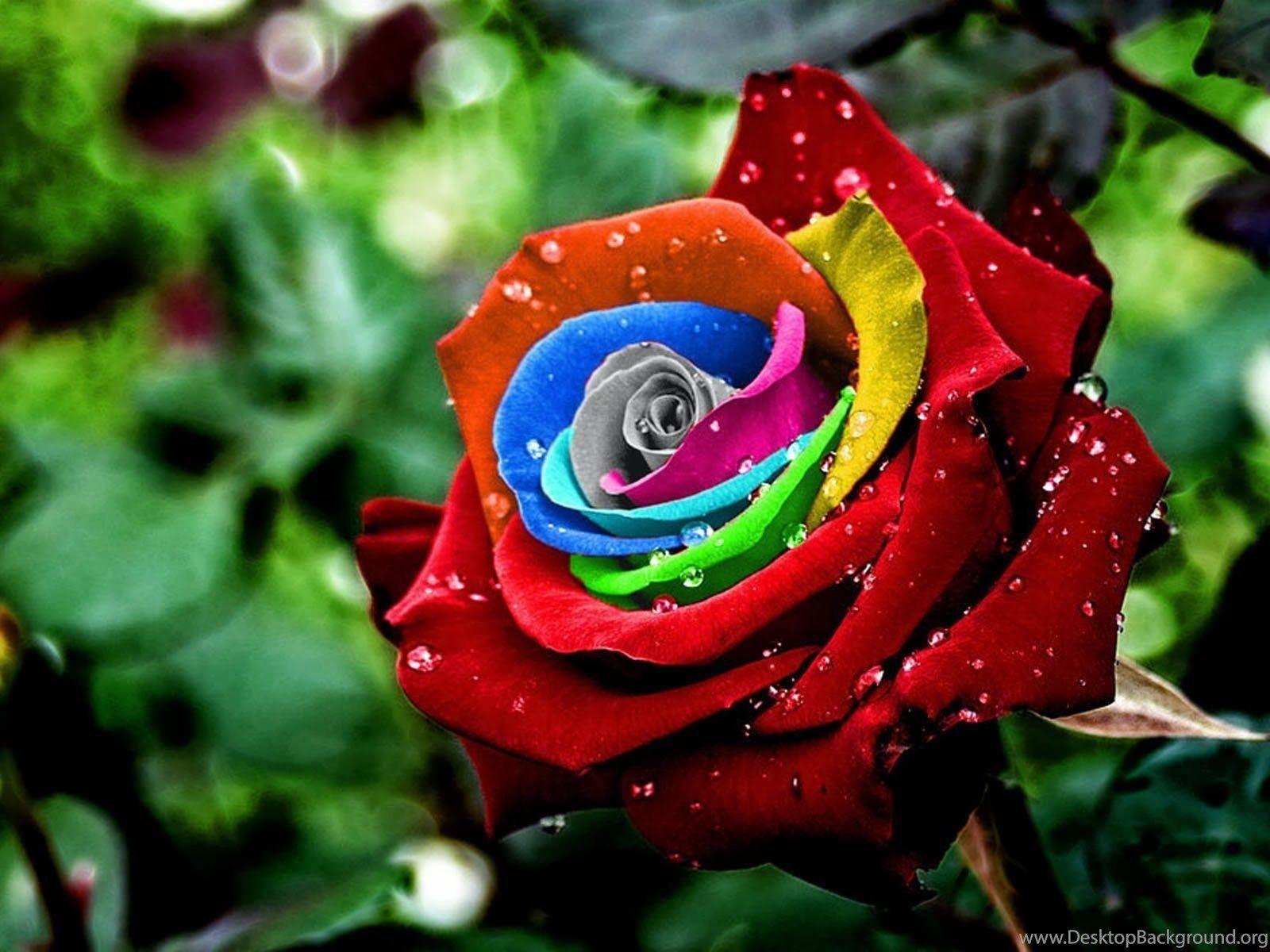 1600x1200 Colorful Rose Wallpaper HD HD .
