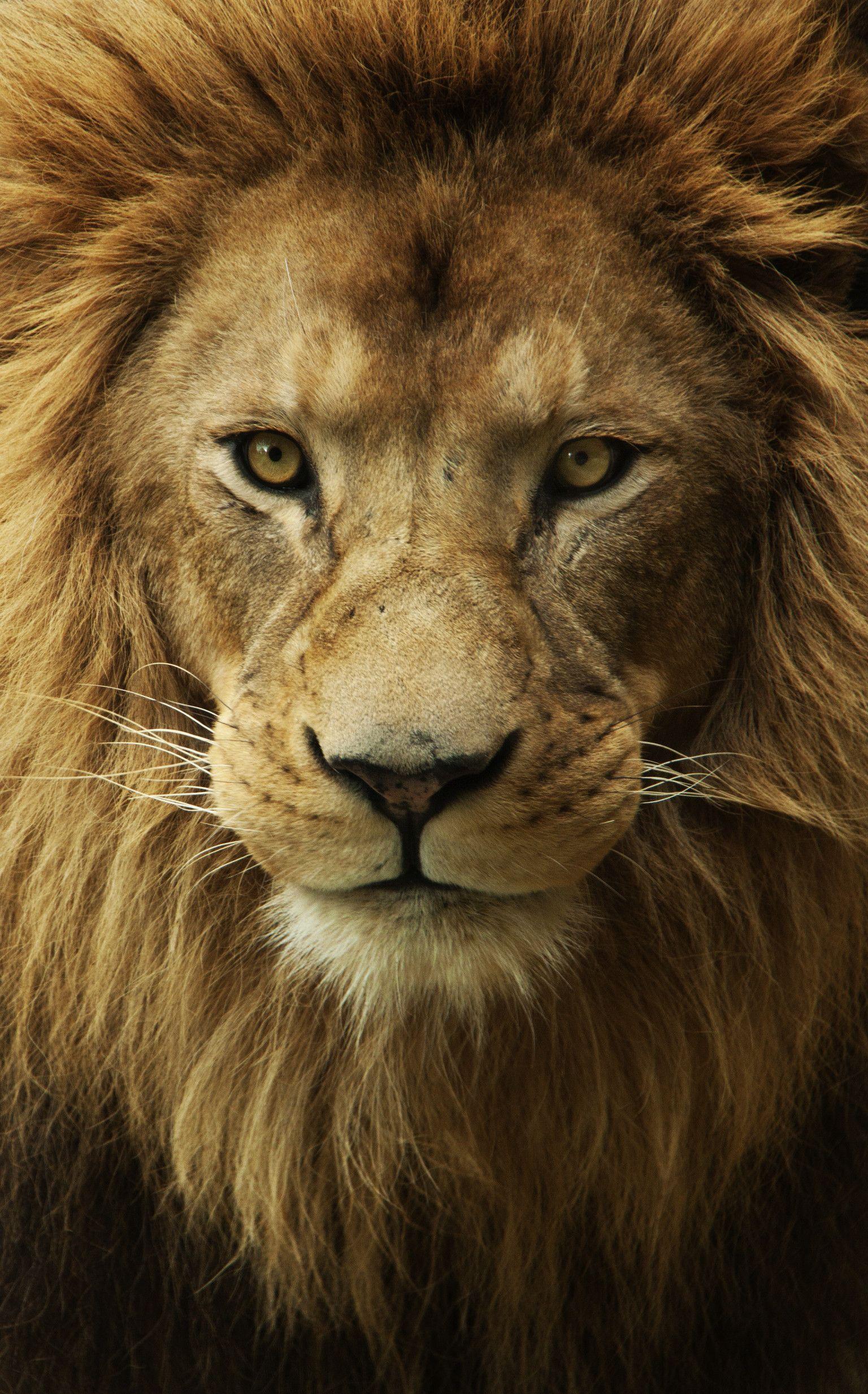 1536x2466 Lion Face Wallpaper