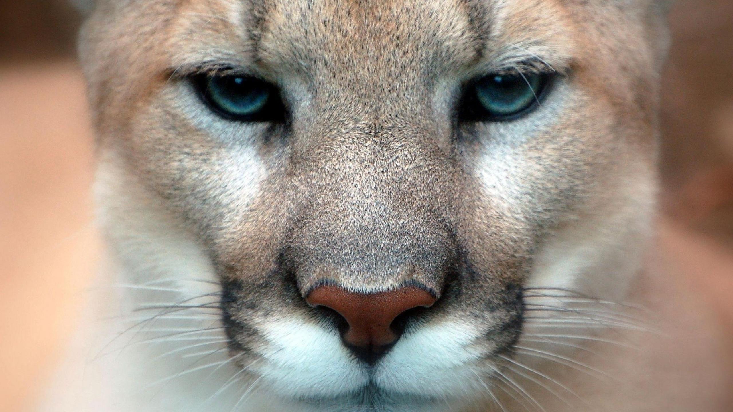 2560x1440 Mountain Lion wallpaperx1440 .