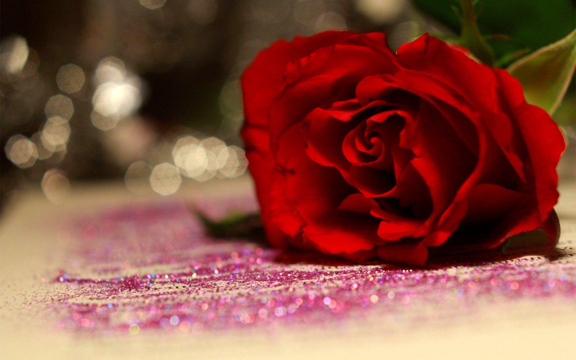 1920x1200 Red Rose Wallpaper HD