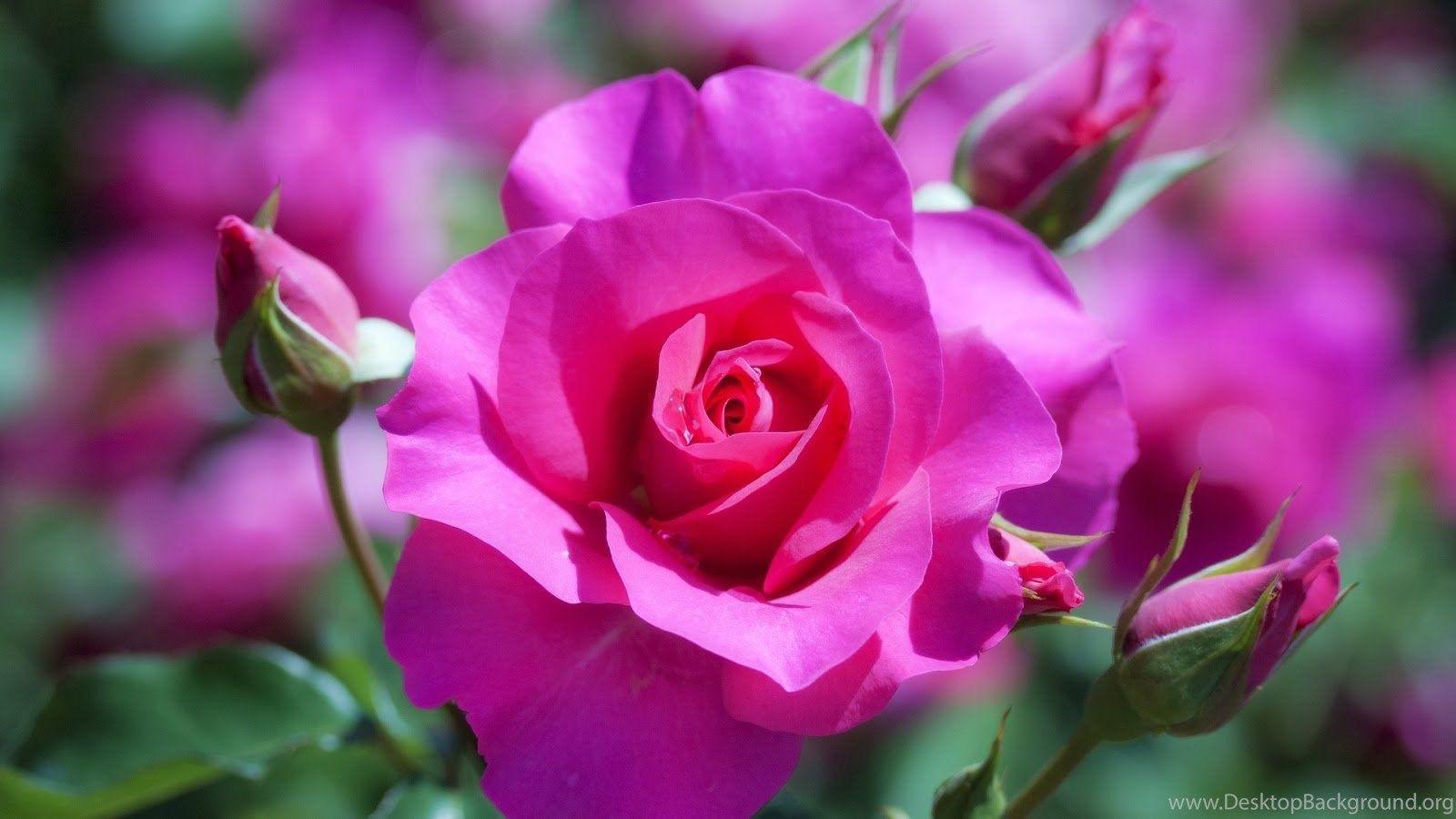 1600x900 Cute Pink Rose Wallpaper Full HD .