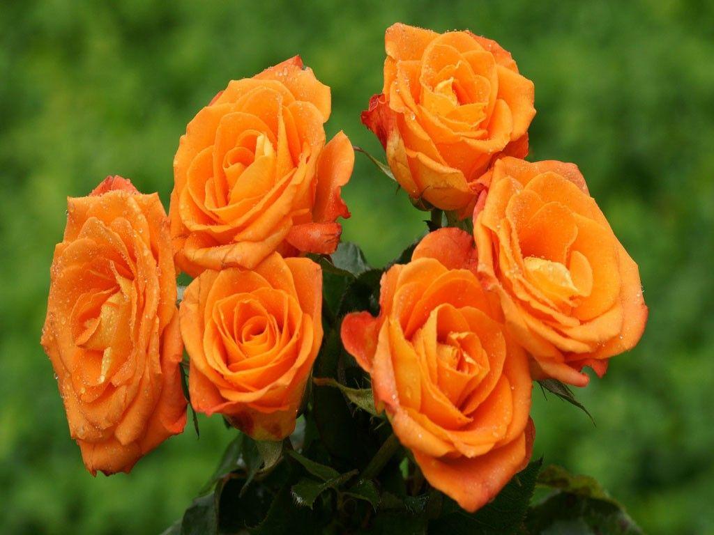 1024x768 Orange Rose Wallpaper Full HD 34992 .