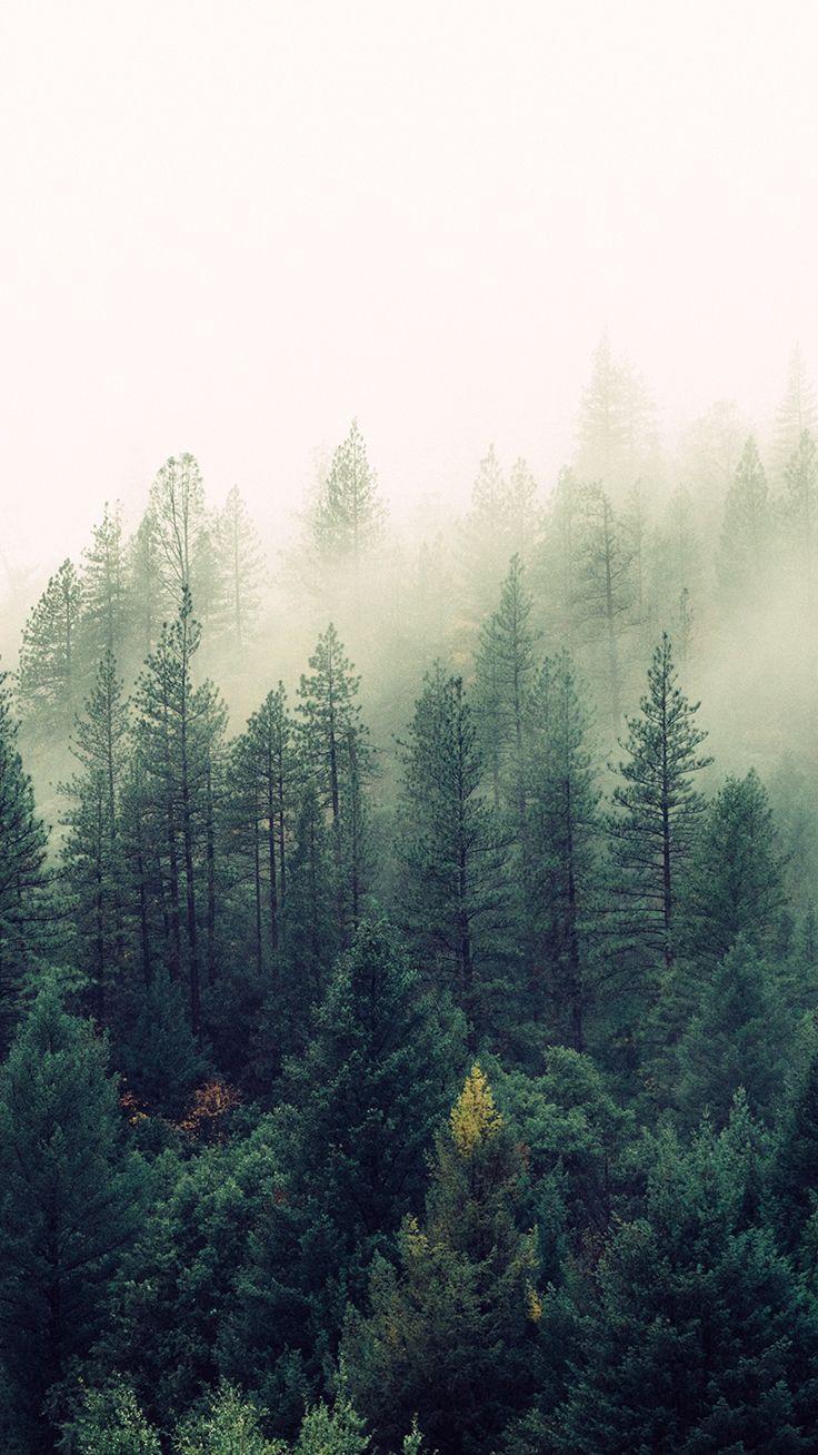 736x1308 Foggy Forest Download The Back To .