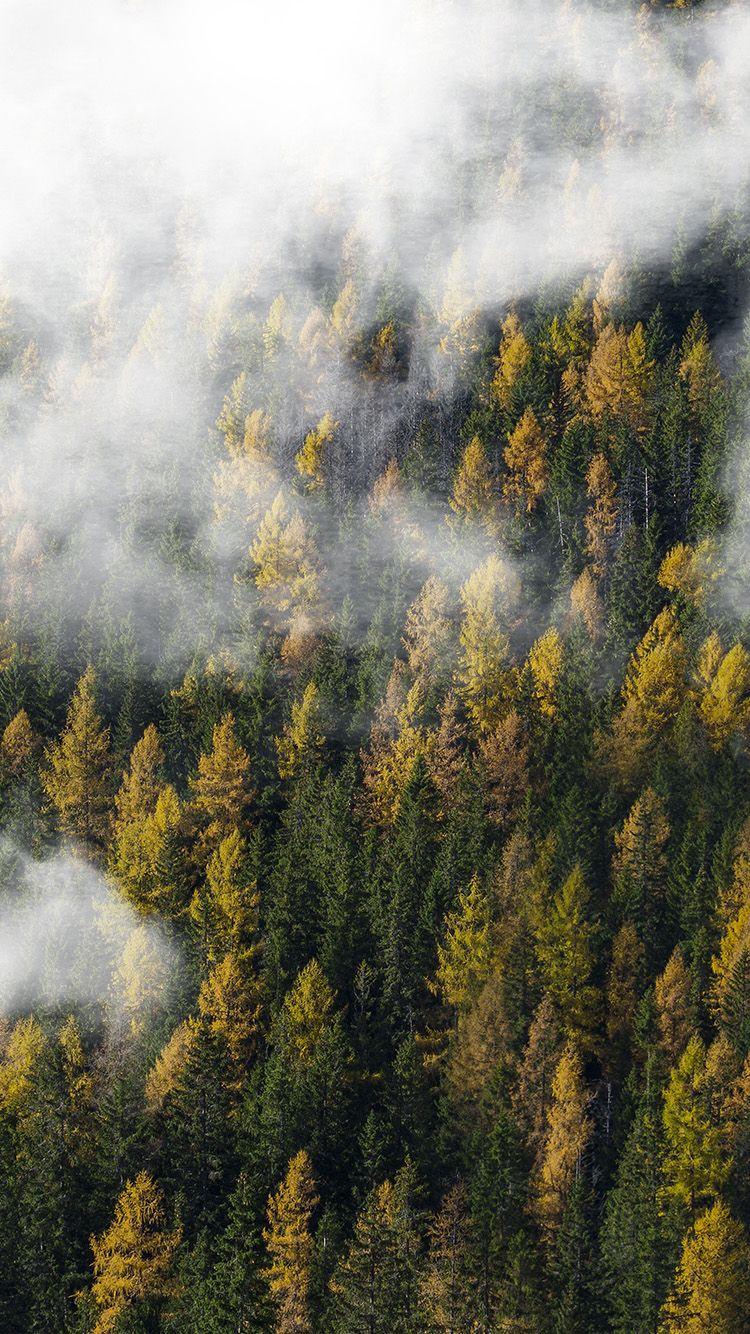 750x1334 Forest Wood Cloud Foggy Mountain .