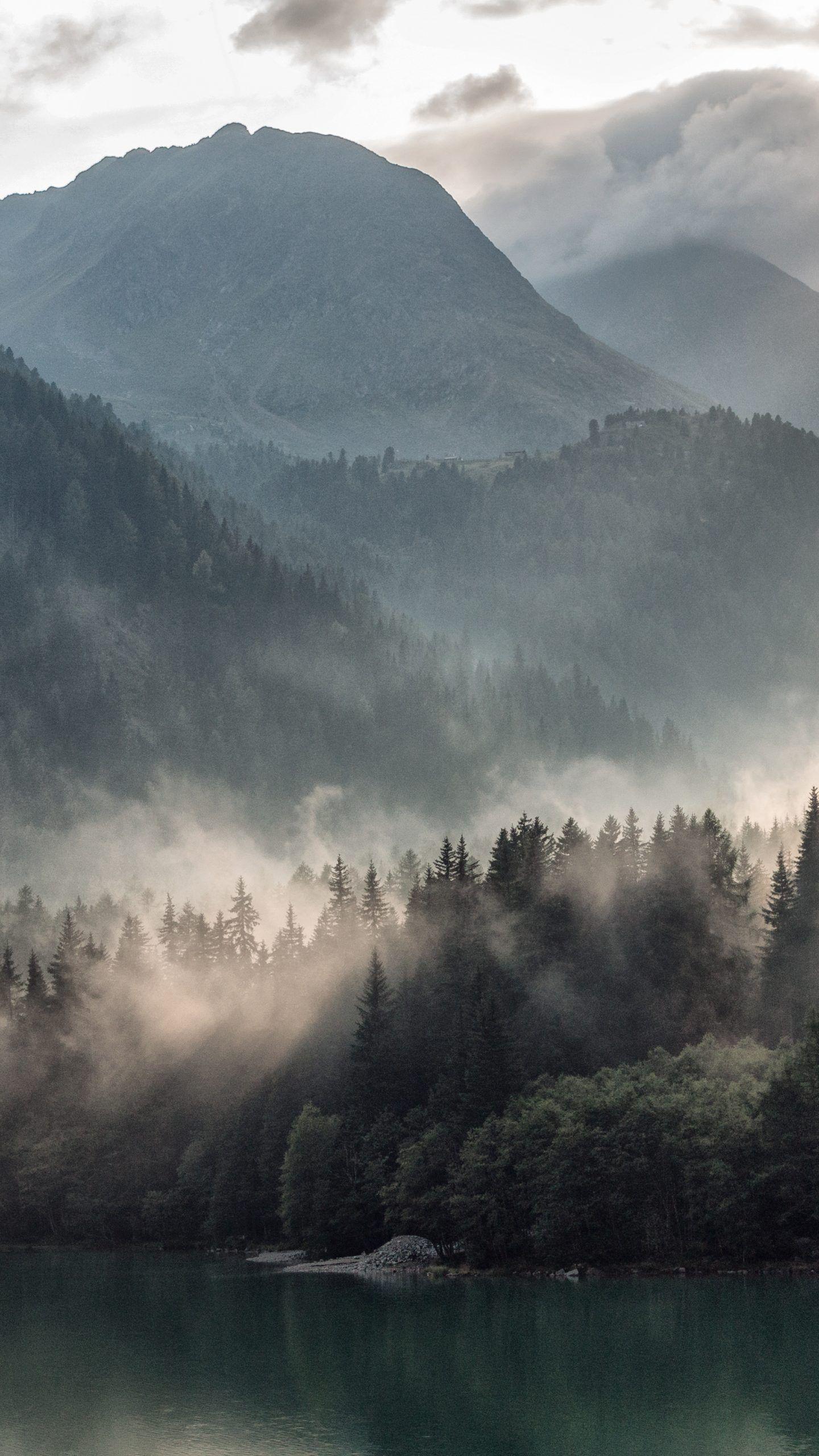 1440x2560 Misty Forest 4k